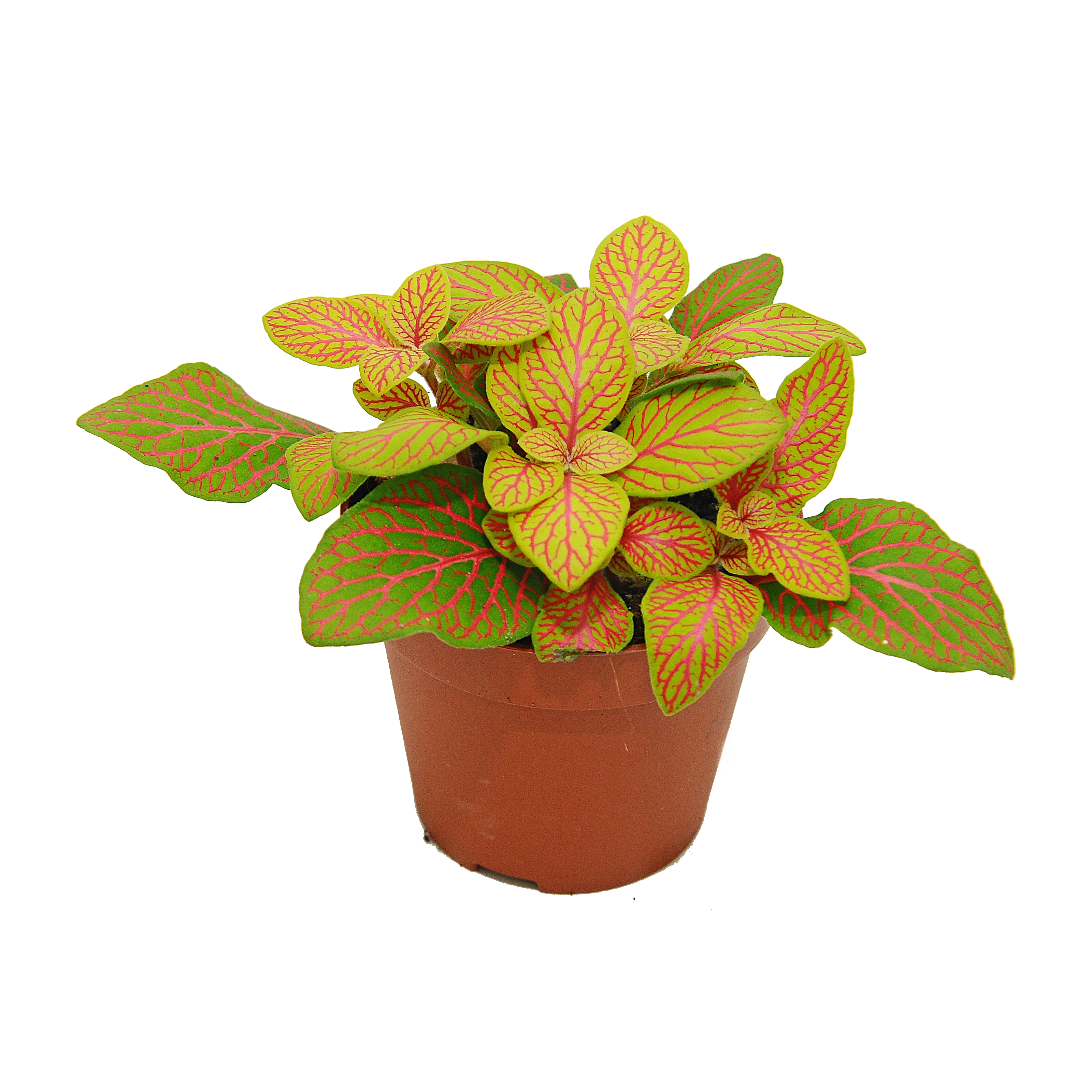 Fitonia Skeleton 10 cm