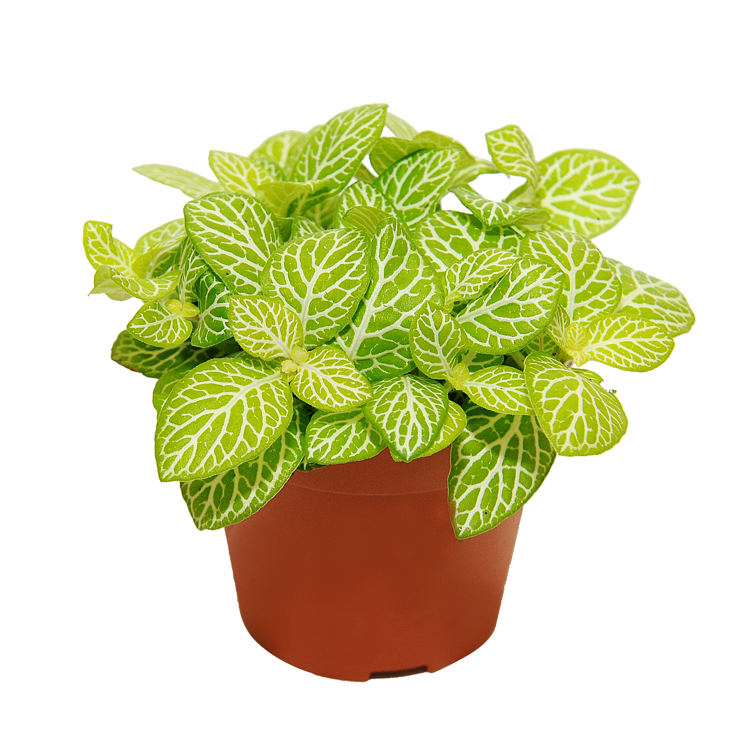 Fitonia Lemon 10 cm