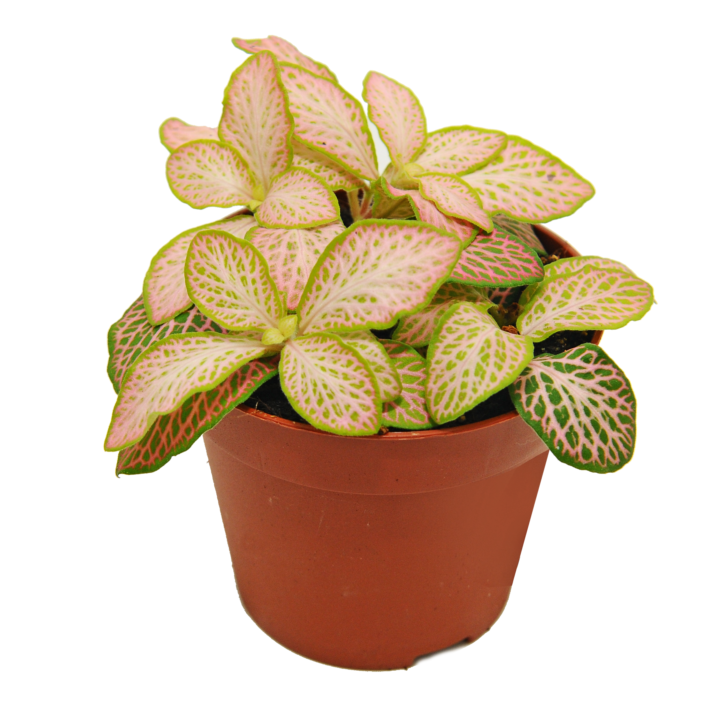 Fitonia Zlam Ruby Lime 10 cm