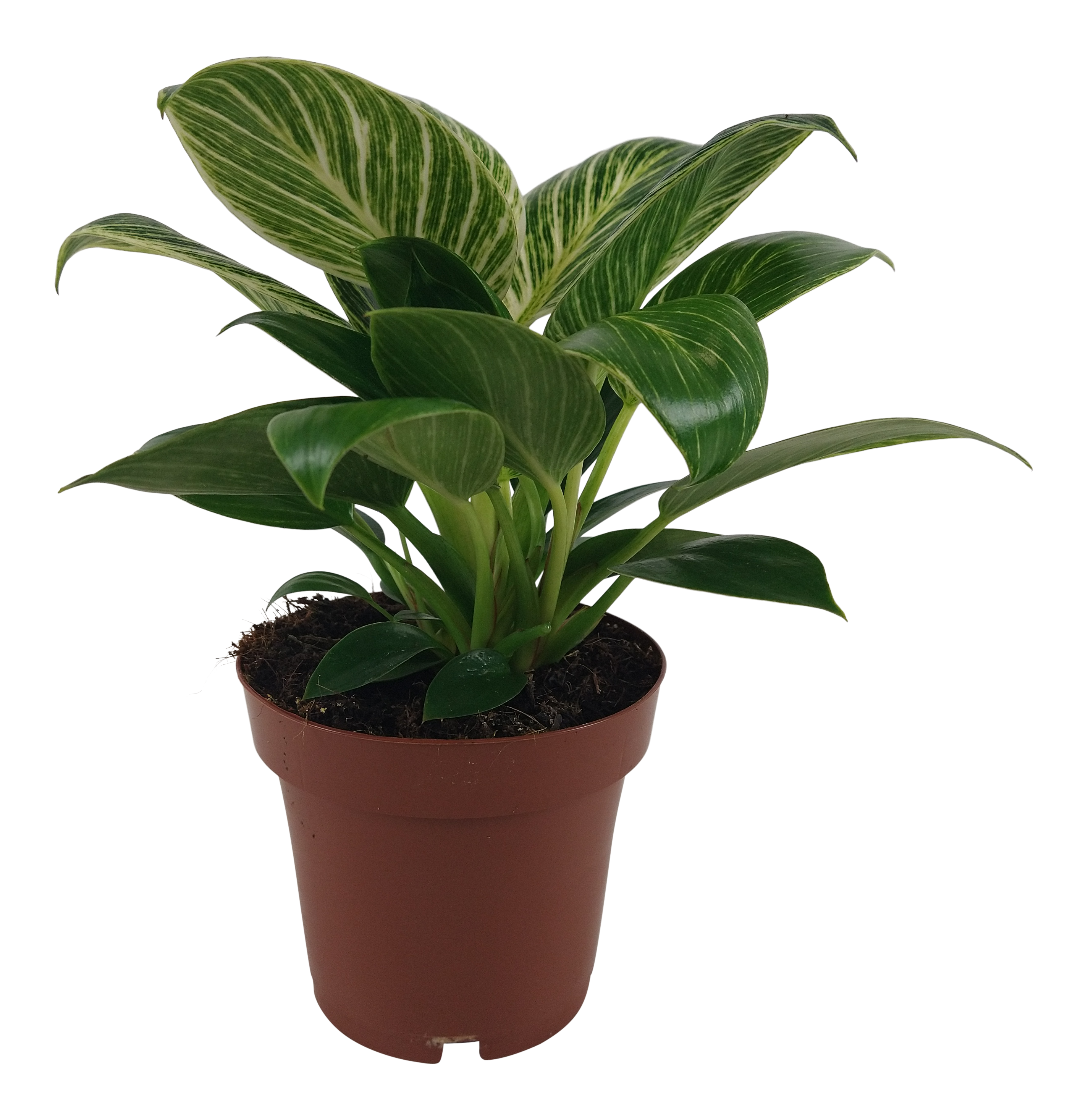 Filodendron White Wave 25 cm