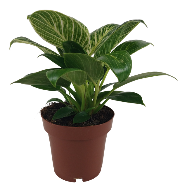 Filodendron White Wave 25 cm