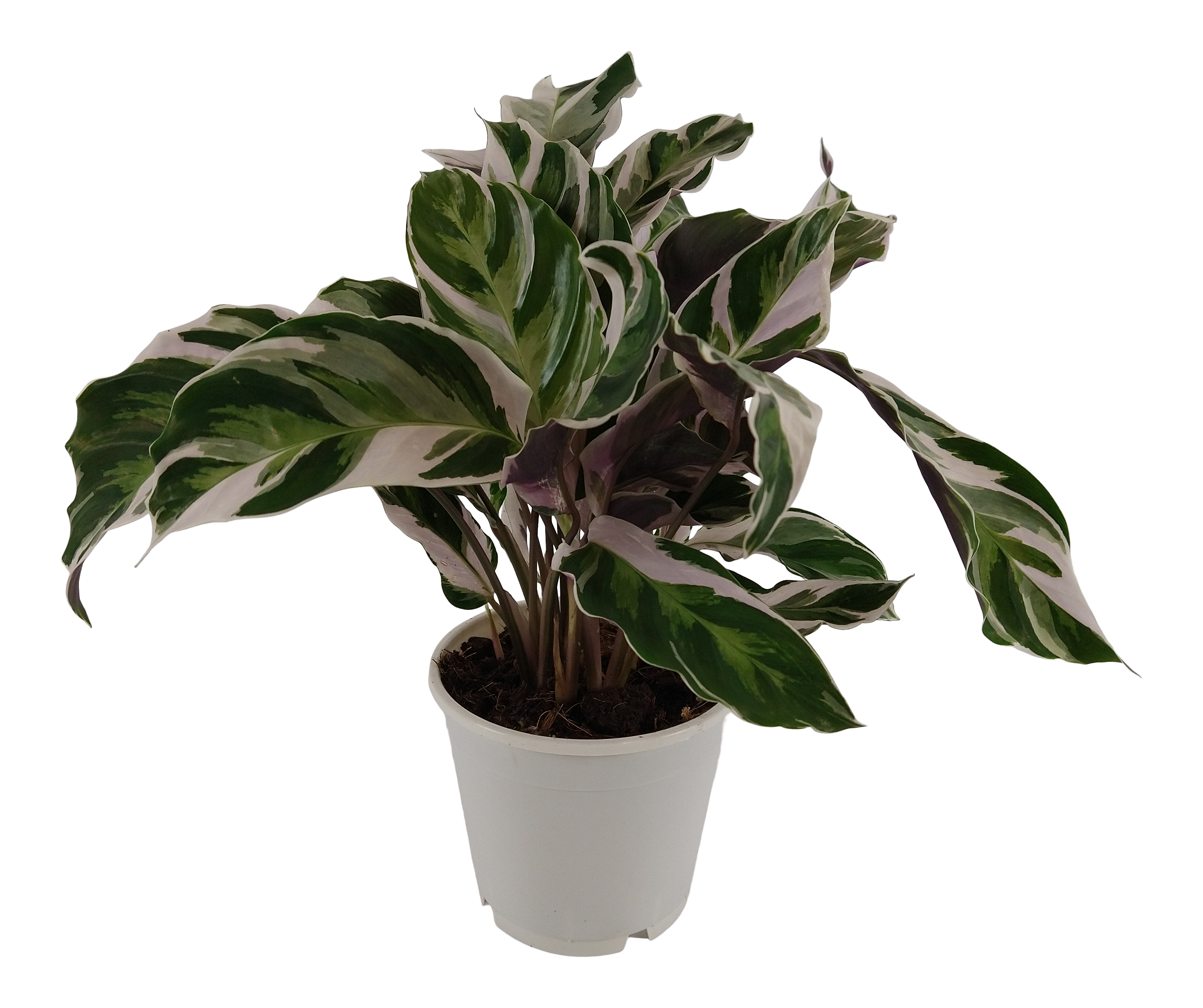 Kalatea Ostrzeszyn Fusion White 40 cm