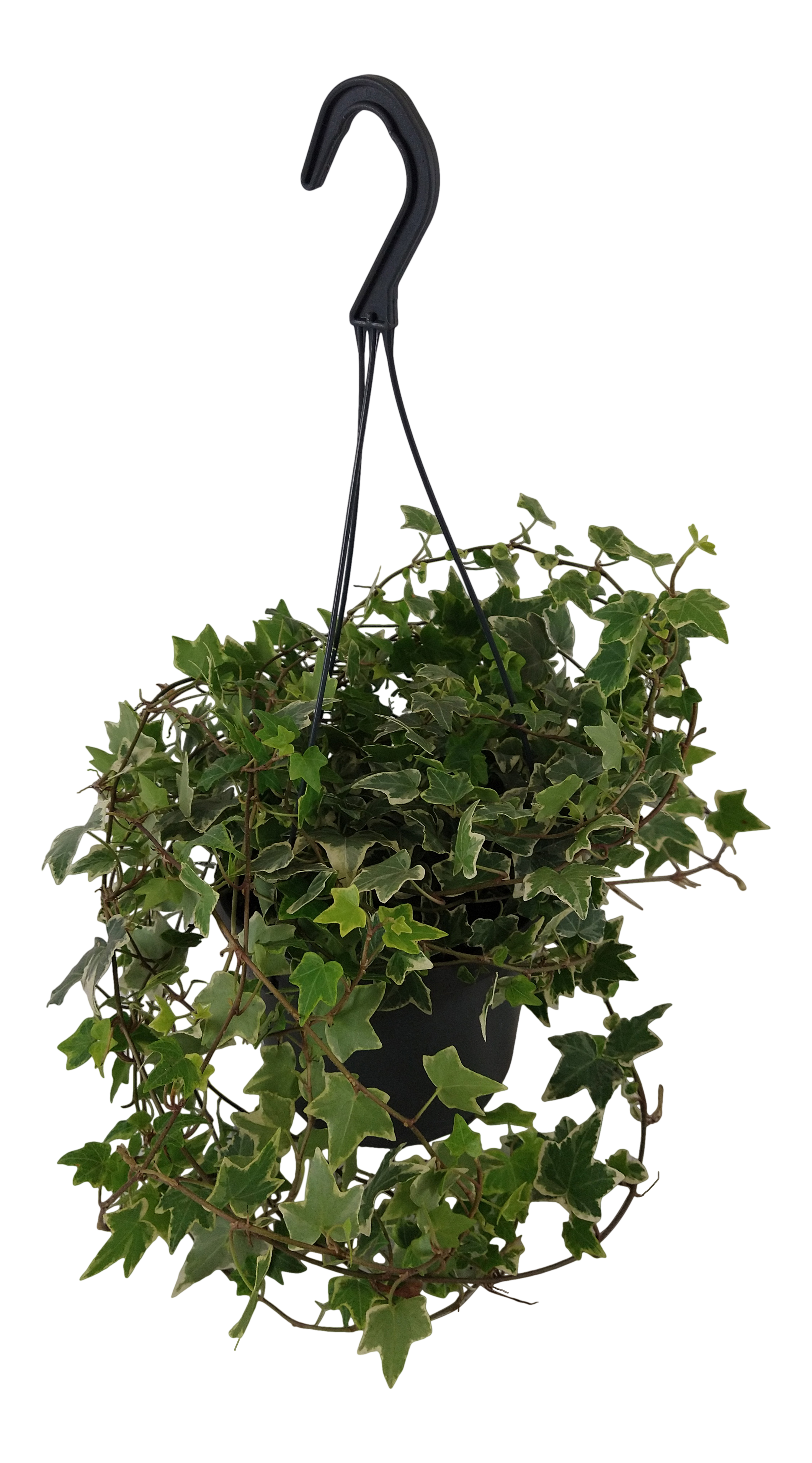Bluszcz pospolity mix 40 cm