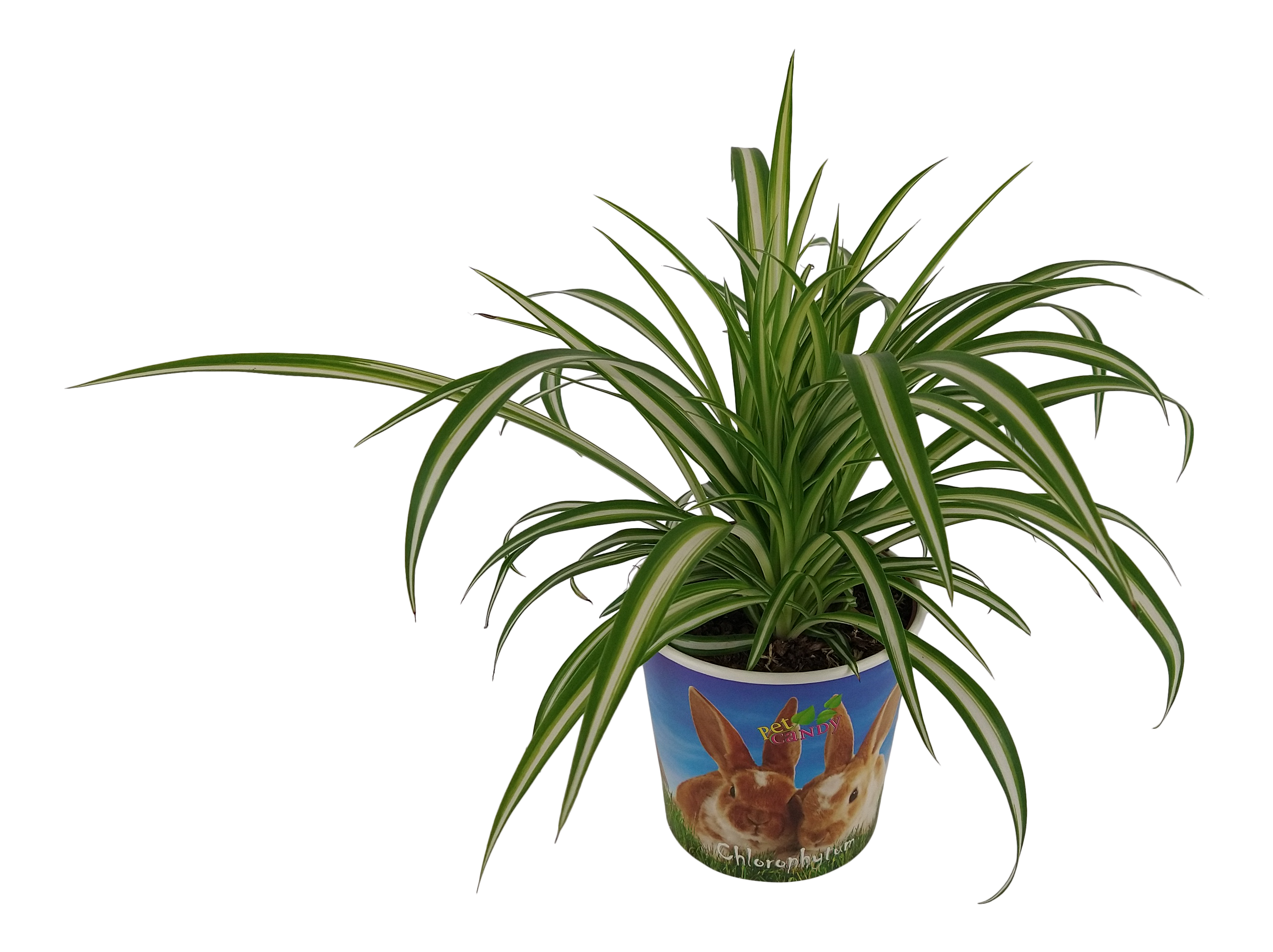 Zielistka czubiasta Chlorophytum 35 cm
