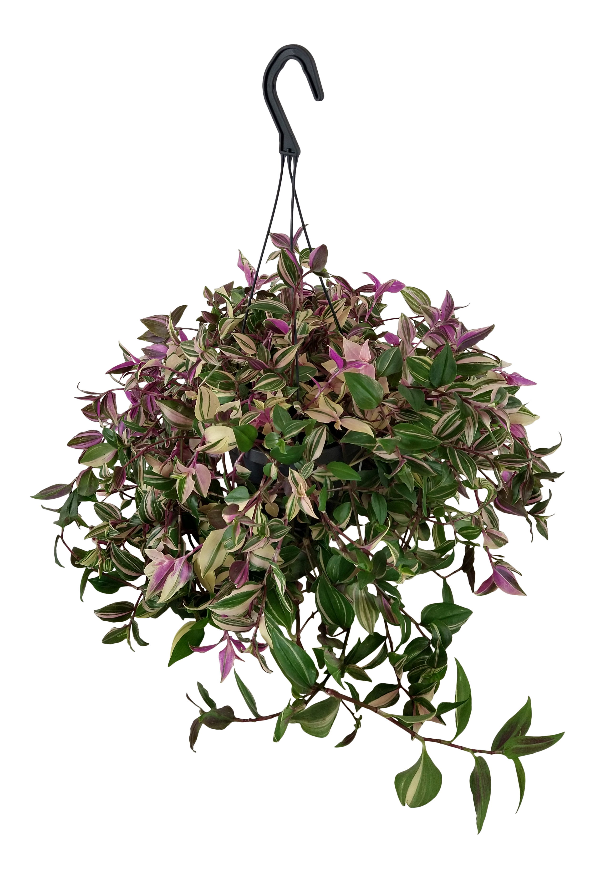 Trzykrotka Tradescantia mix 50 cm