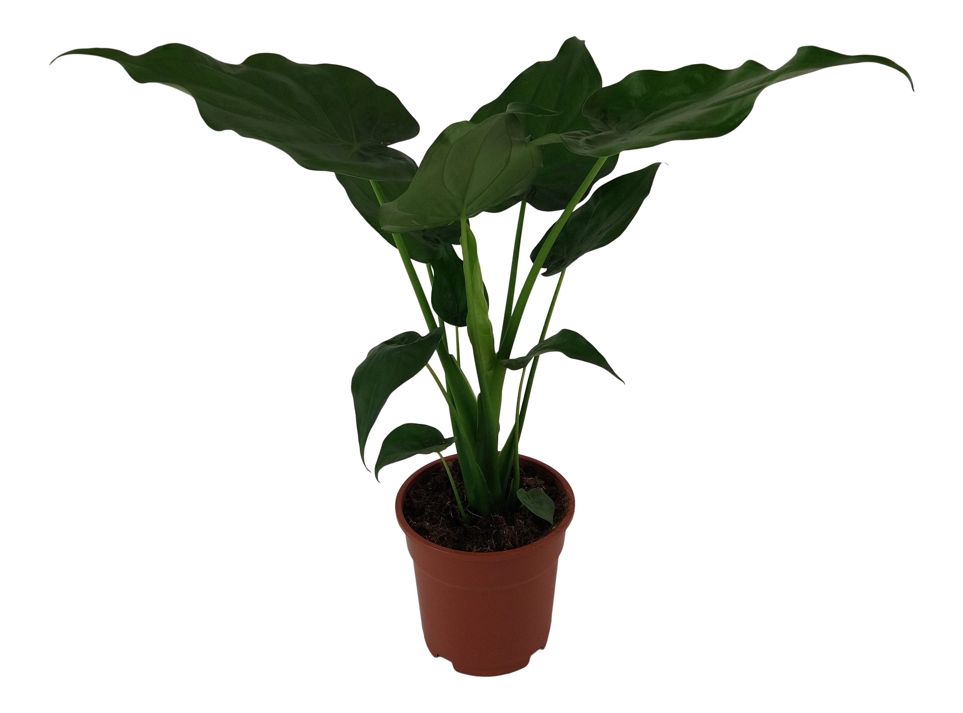 Alokazja Yucatan Princess 50 cm