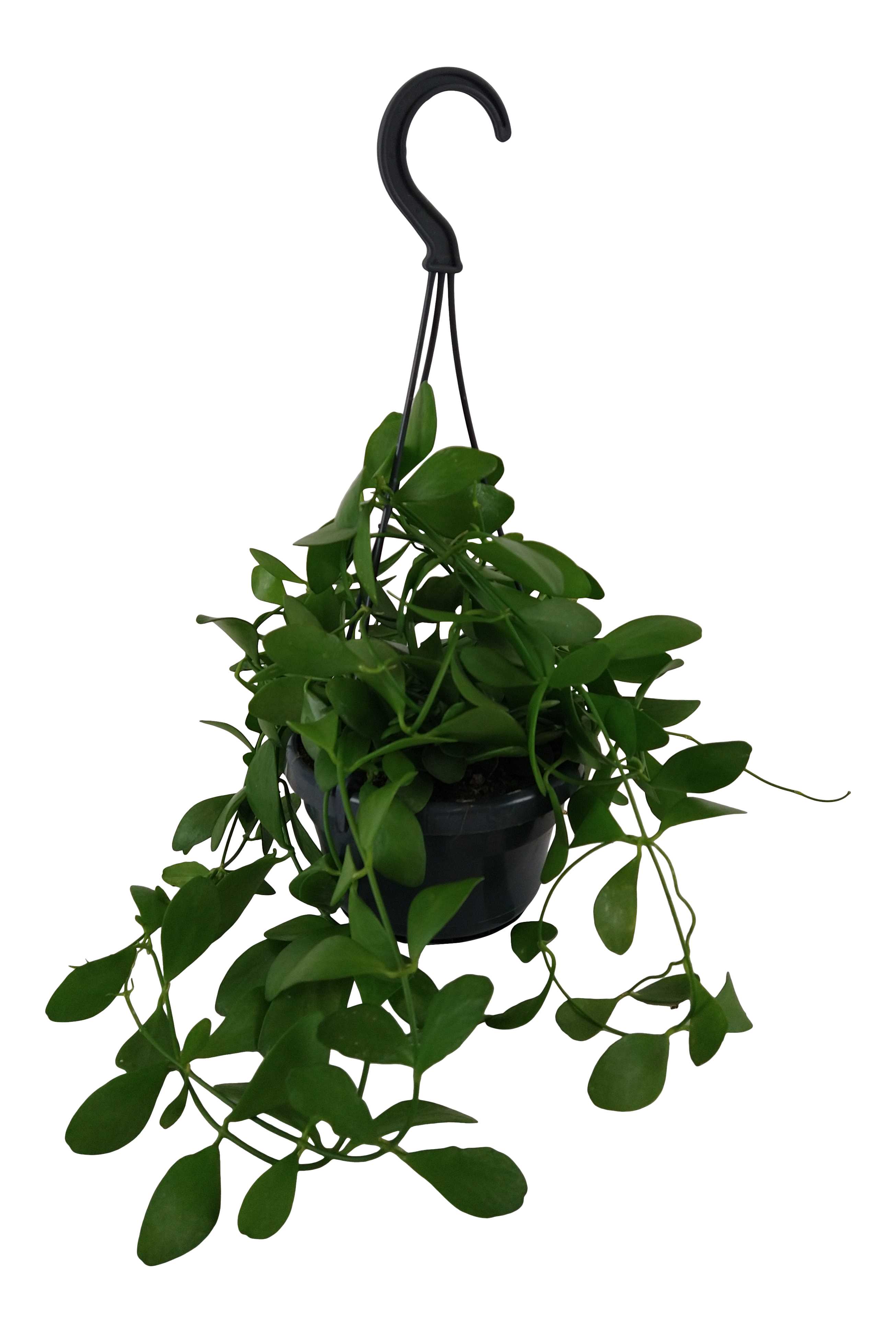 Dischidia okrągłolistna mix 30 cm