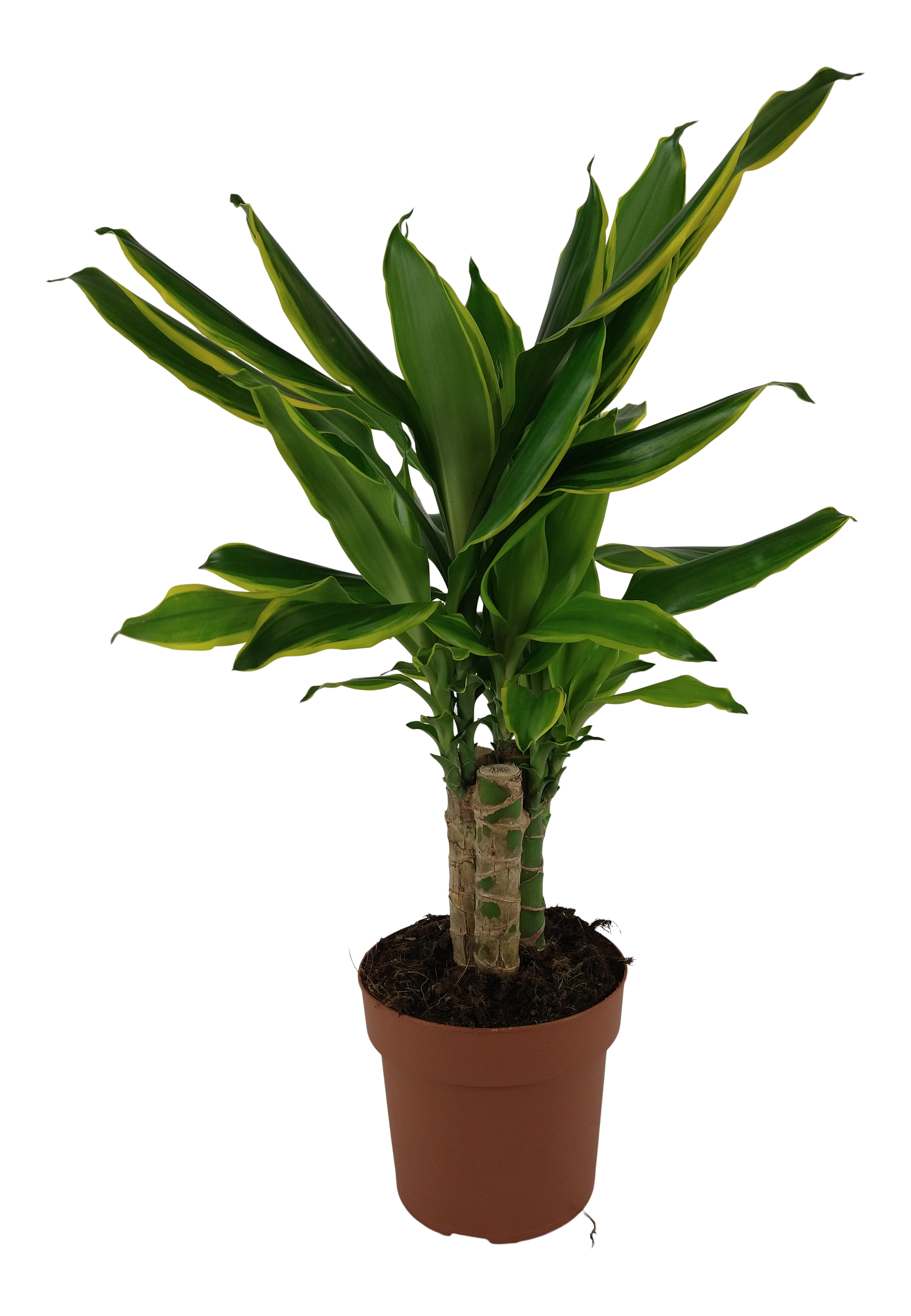 Dracena Carroussel 60 cm