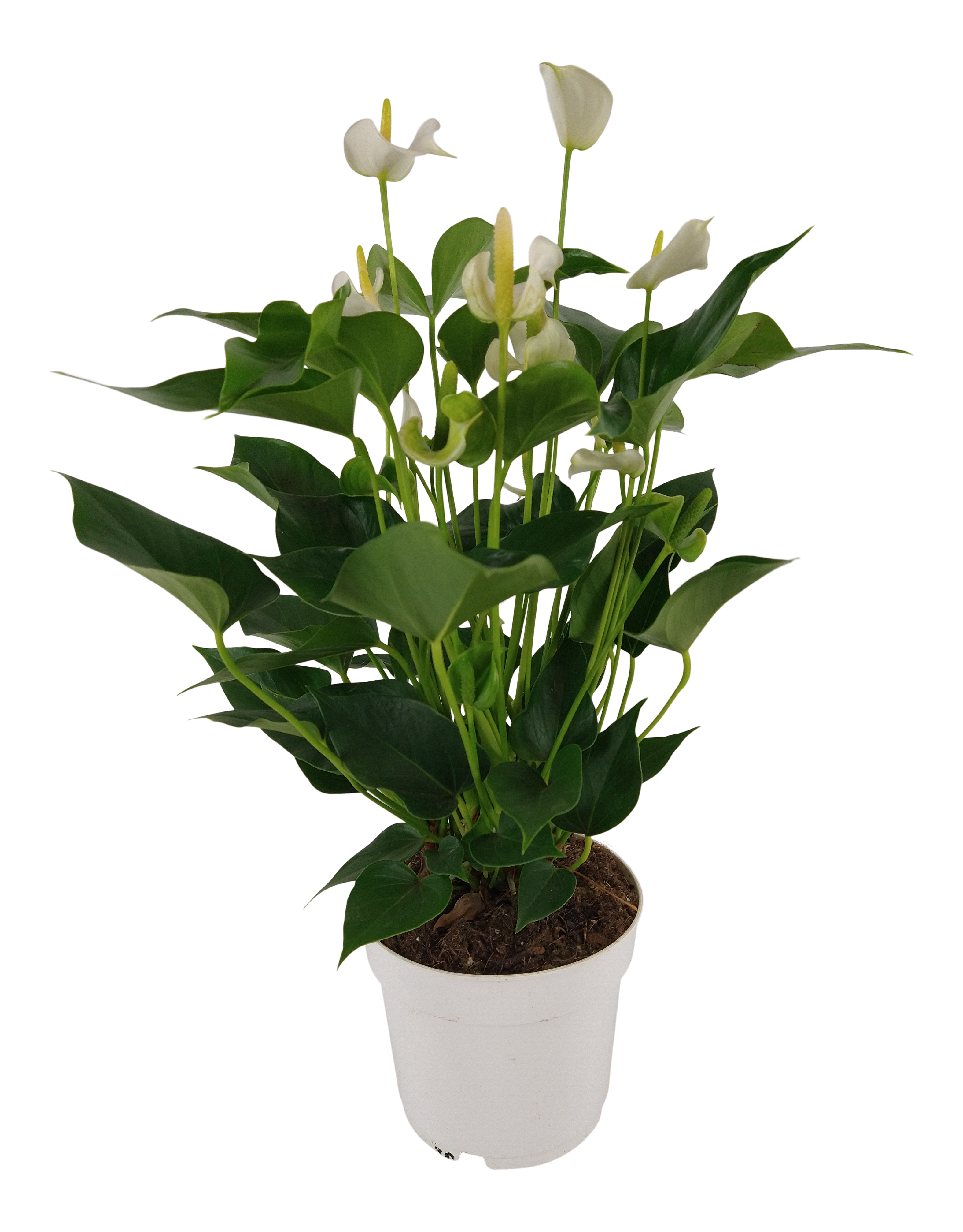 Anturium White Champion 60 cm