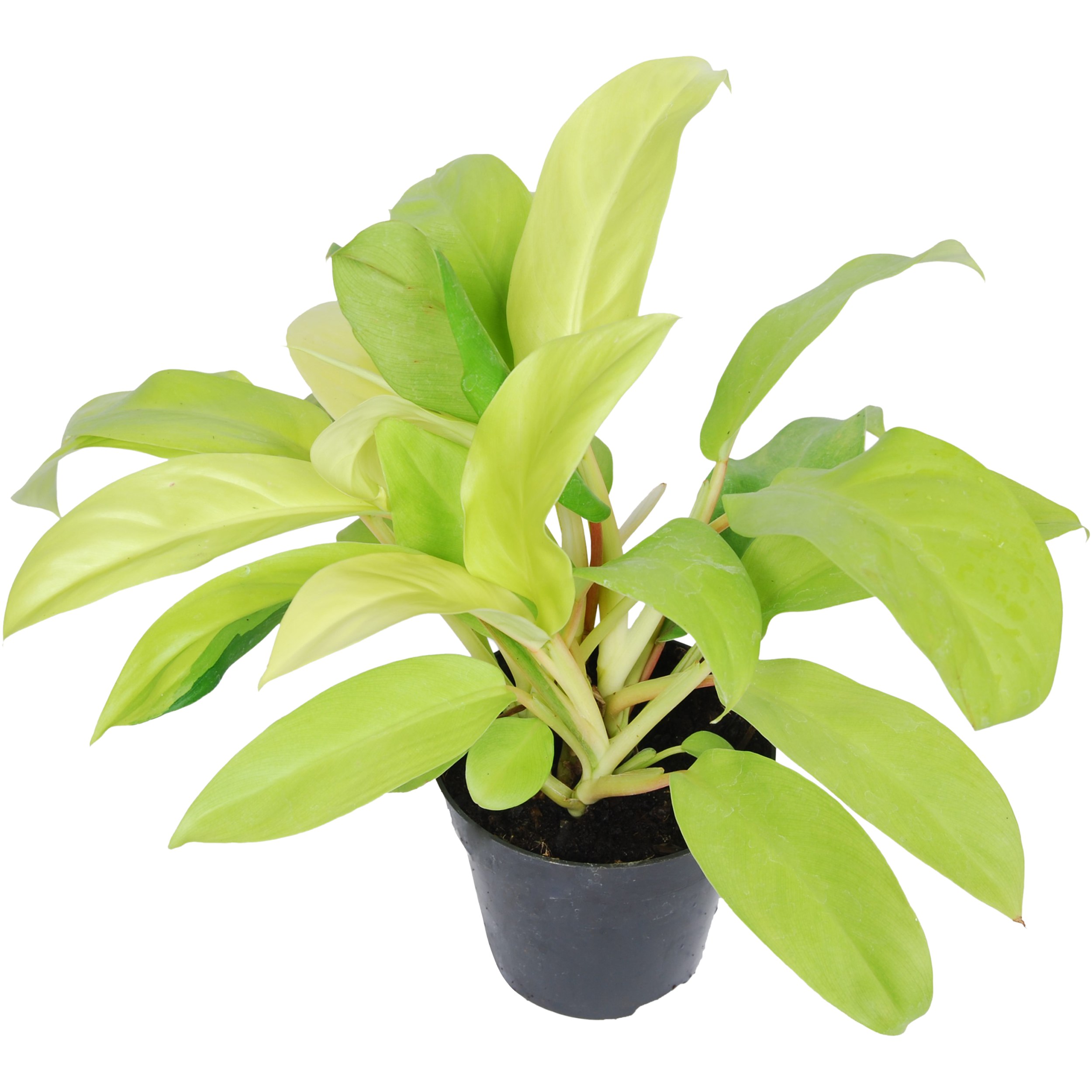 Filodendron Micans Lime 22-27 cm