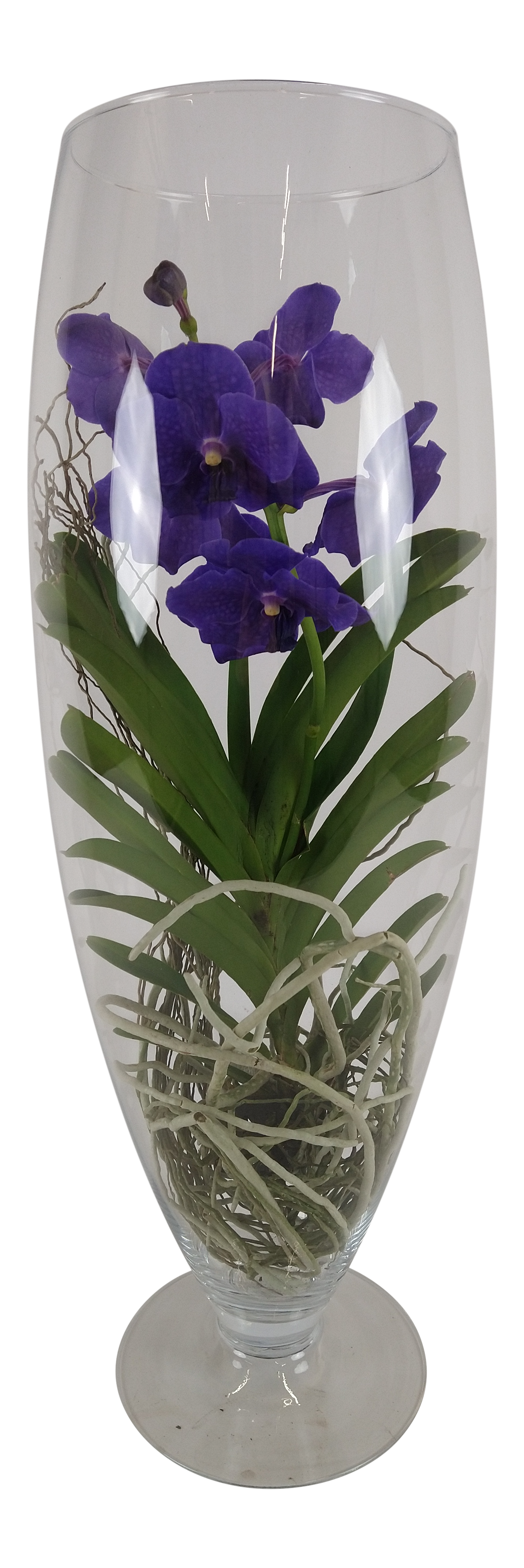 Storczyk Vanda mix 70cm