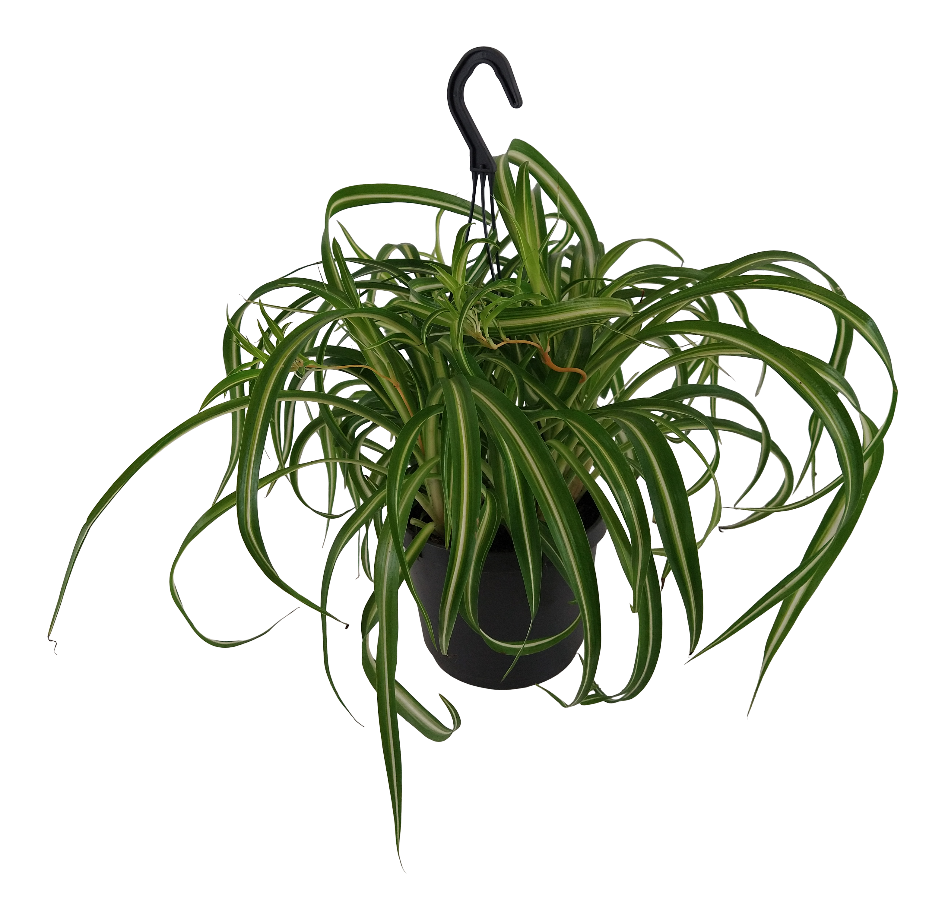 Zielistka Chlorophytum mix 50 cm