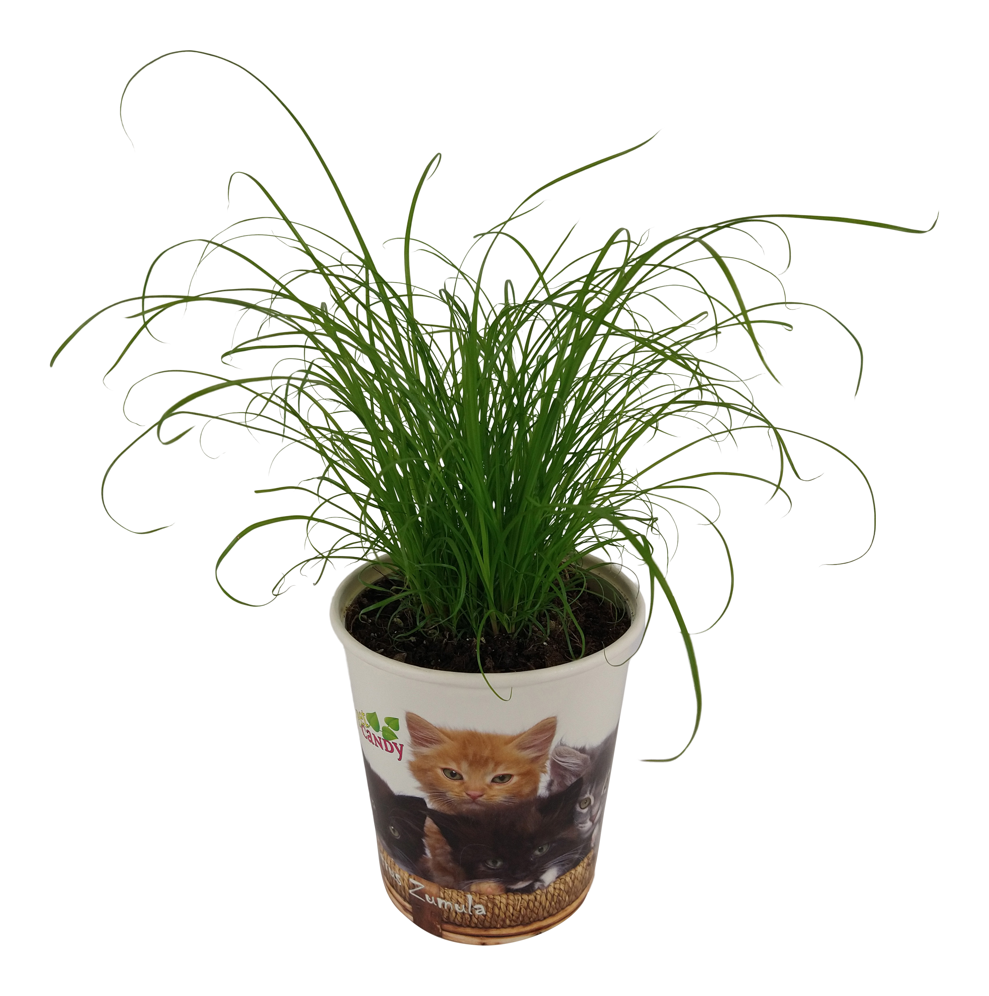 Kocia trawa 32 cm