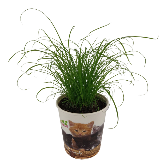 Kocia trawa 32 cm