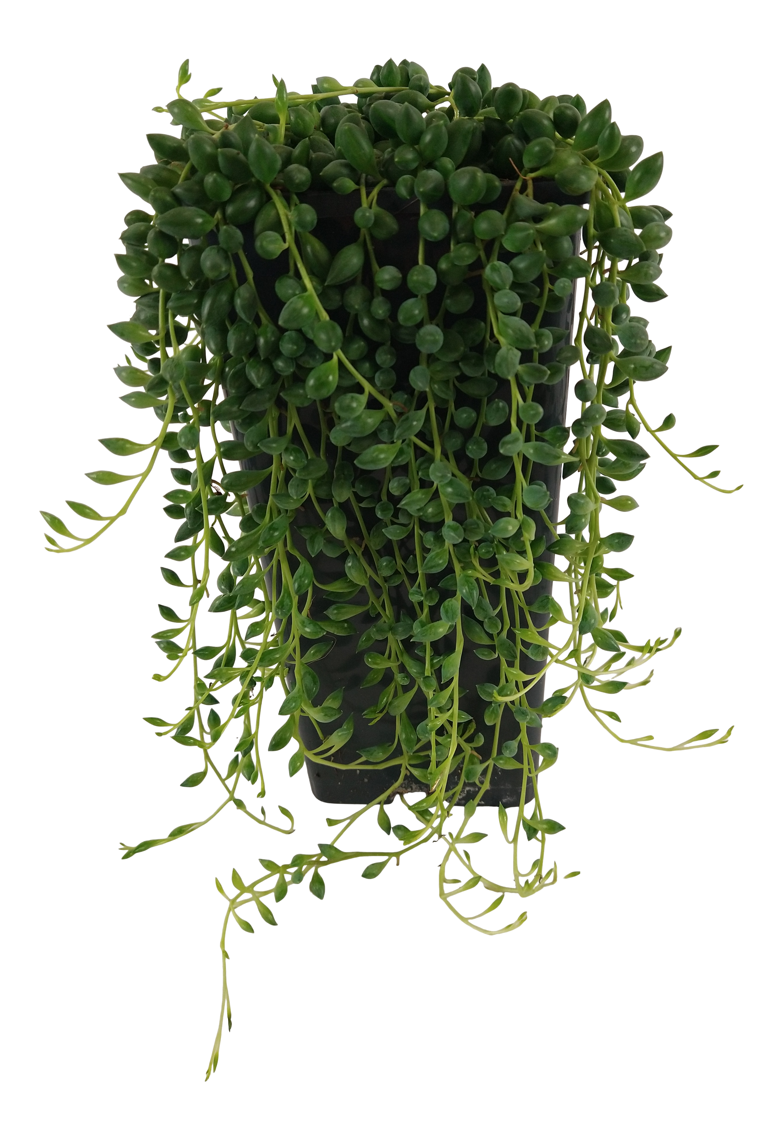 Starzec Senecio Rowleyanus 25 cm