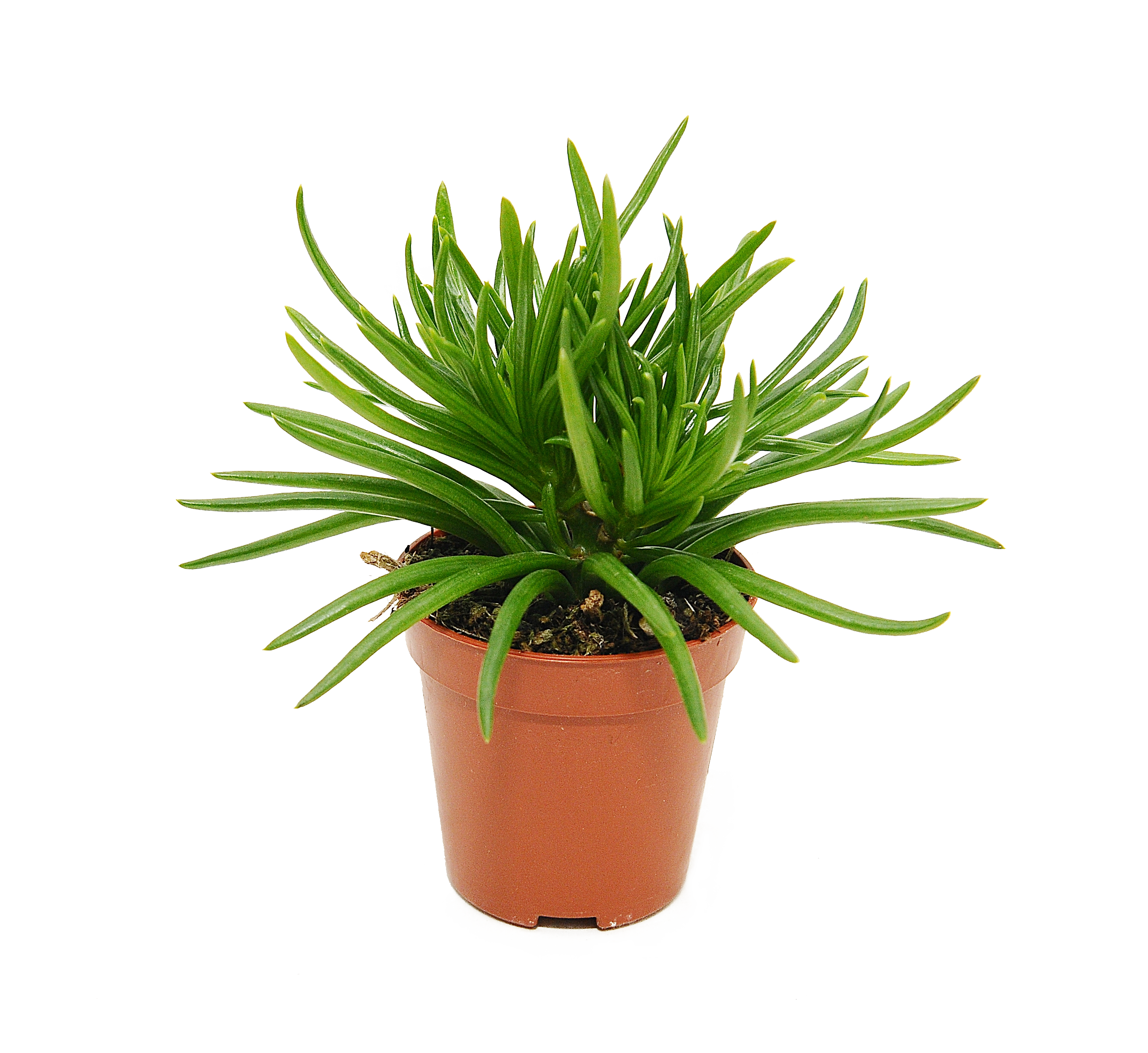 Starzec Senecio Himalaya 10-15 cm