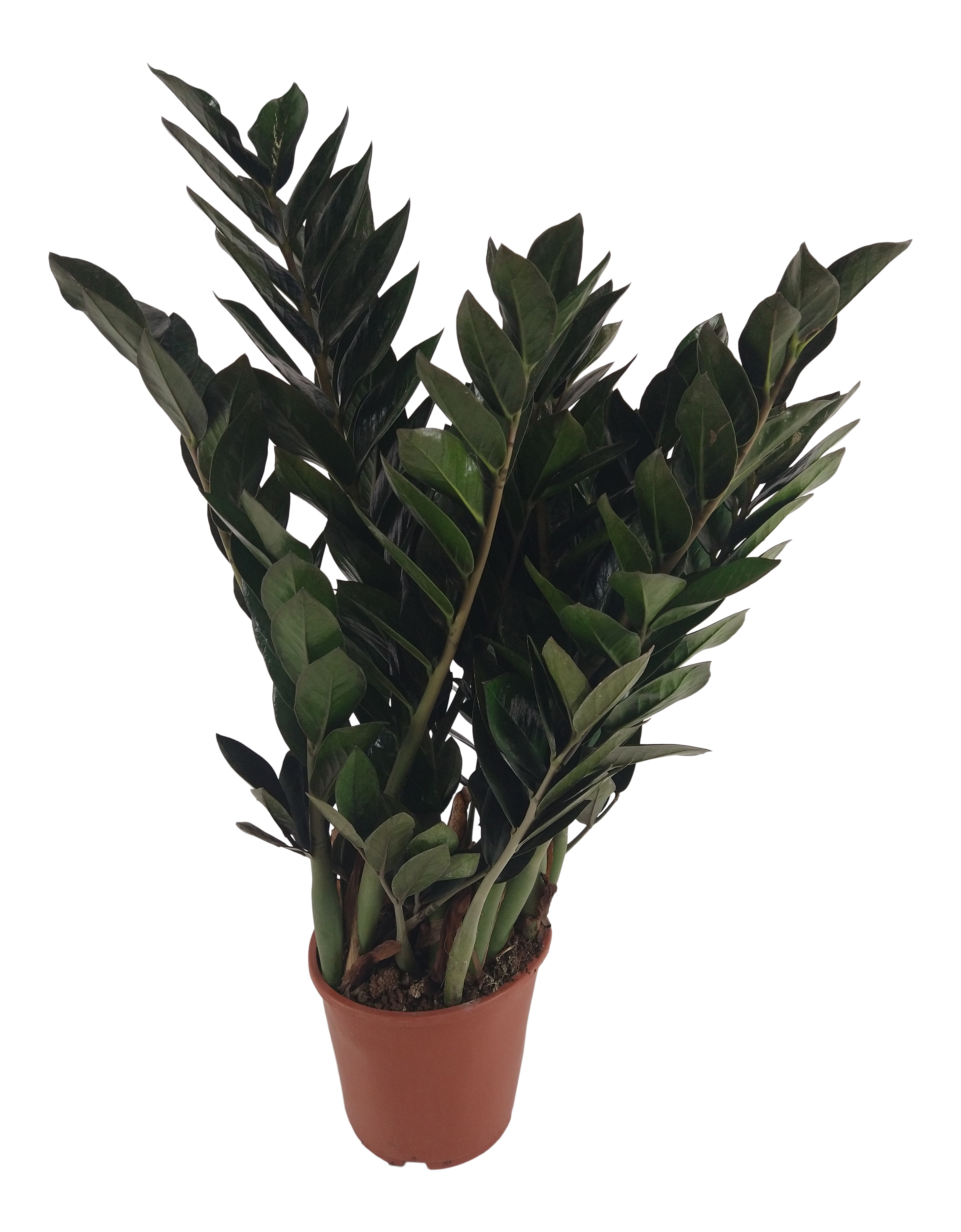 Zamiokulkas Super nova 70 cm