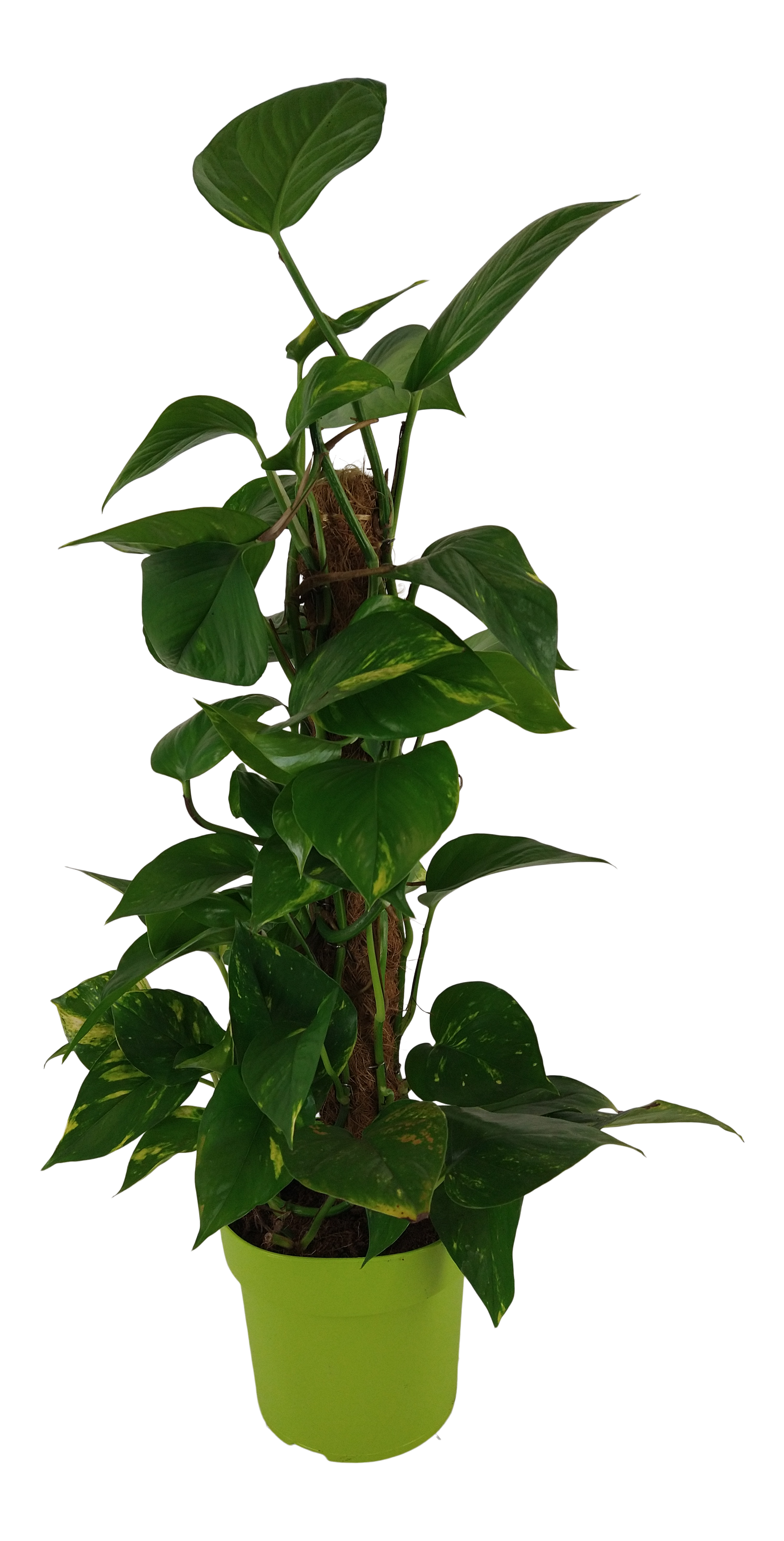Epipremnum Scindapsus Mosstok 60 cm