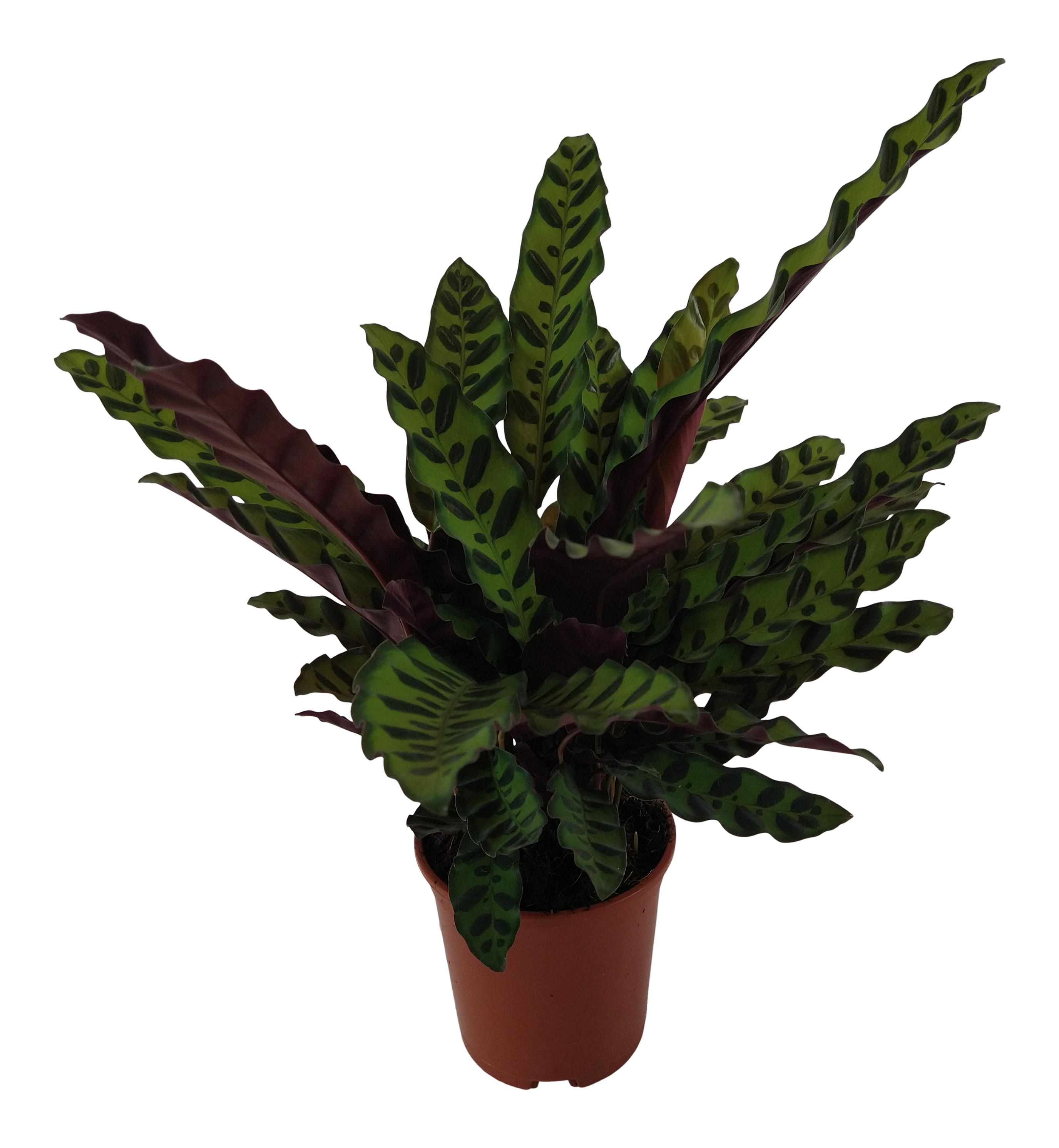 Kalatea Ostrzeszyn Lancifolia Insigne 50 cm