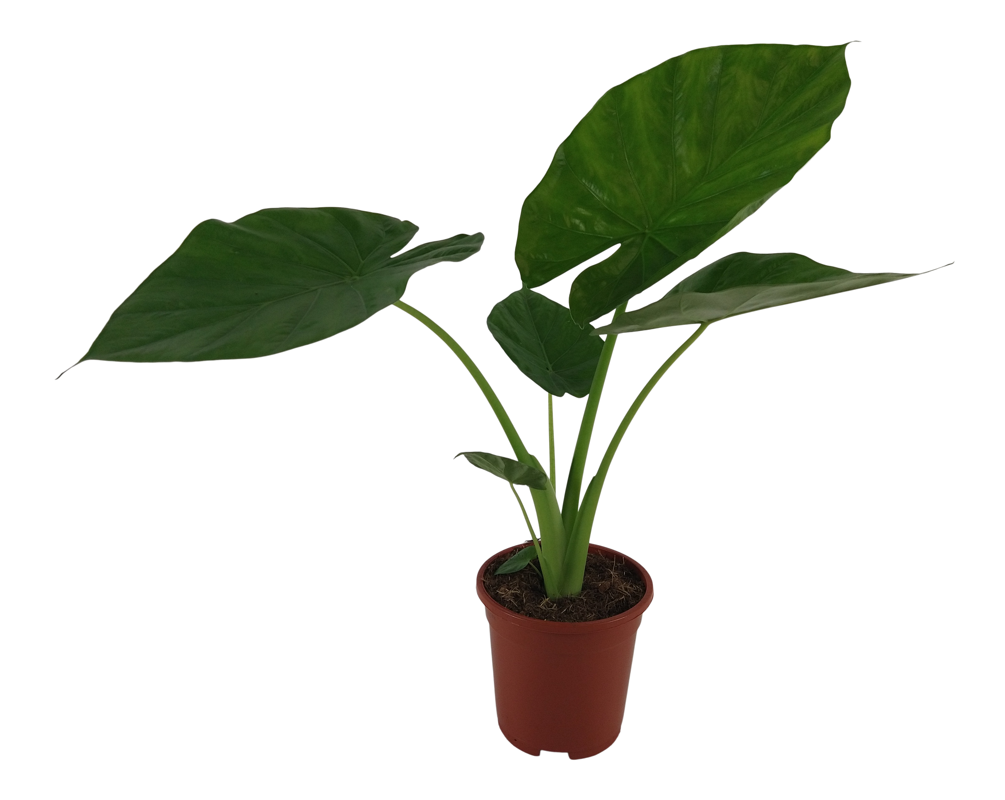 Alokazja Macrorhiza 60 cm