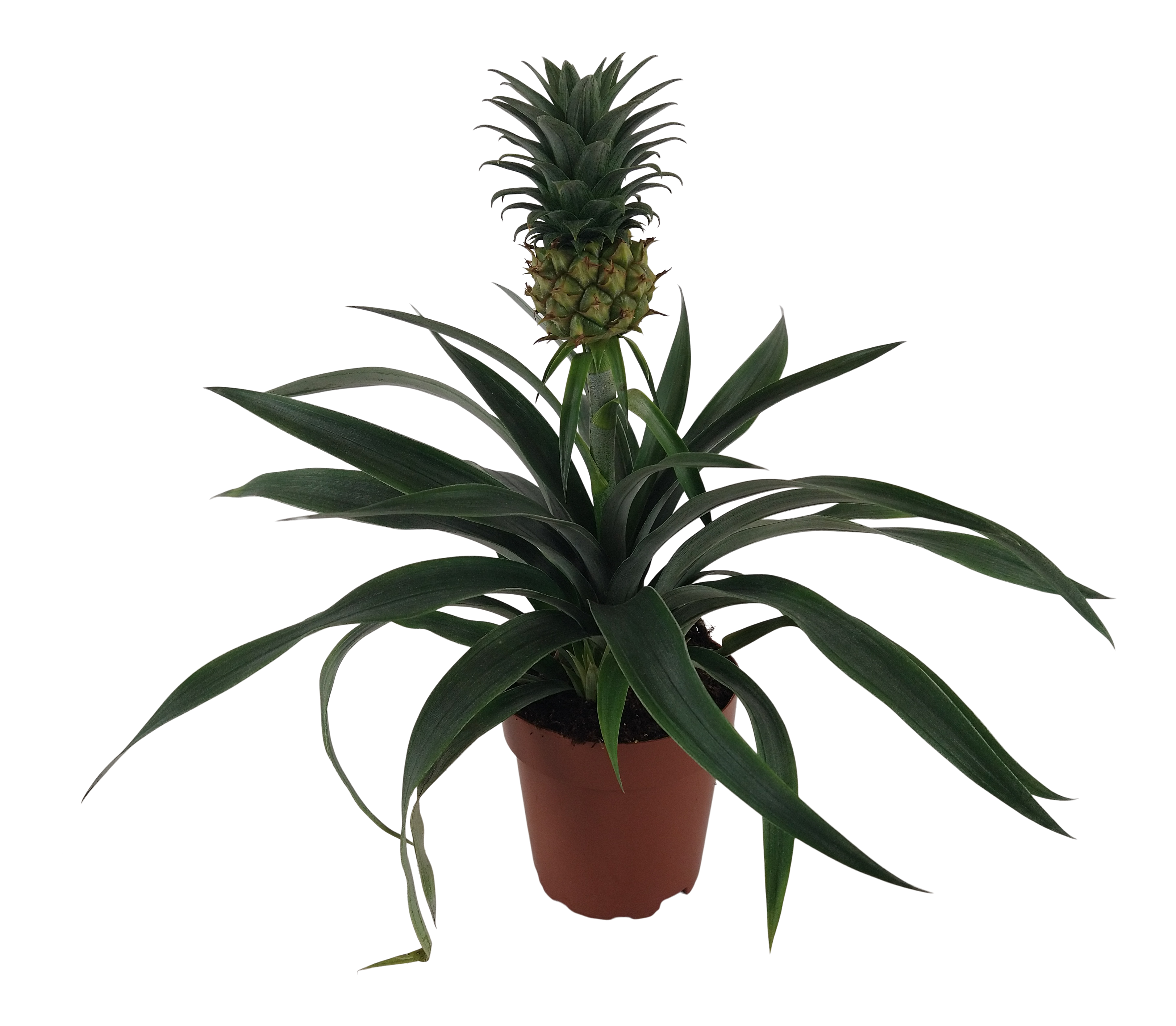 Ananas Mi Amigo Epic 40cm