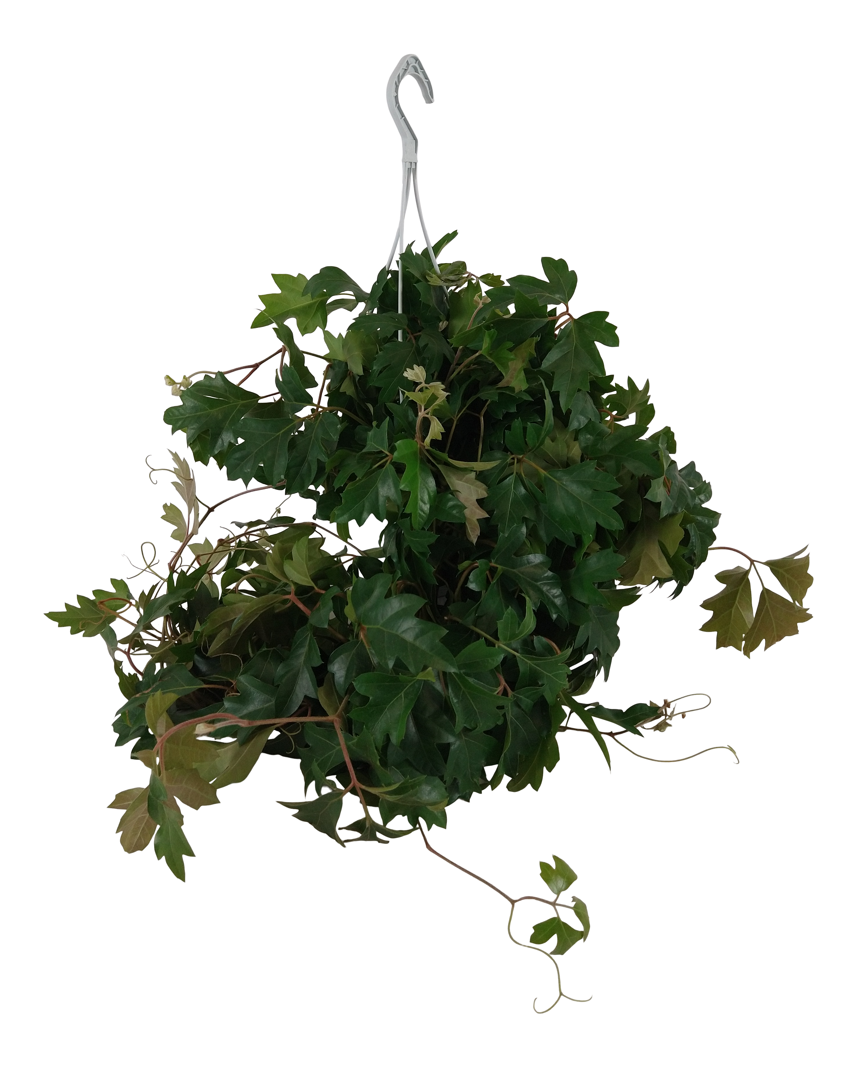 Cissus rombolistny Ellen Danica 45 cm