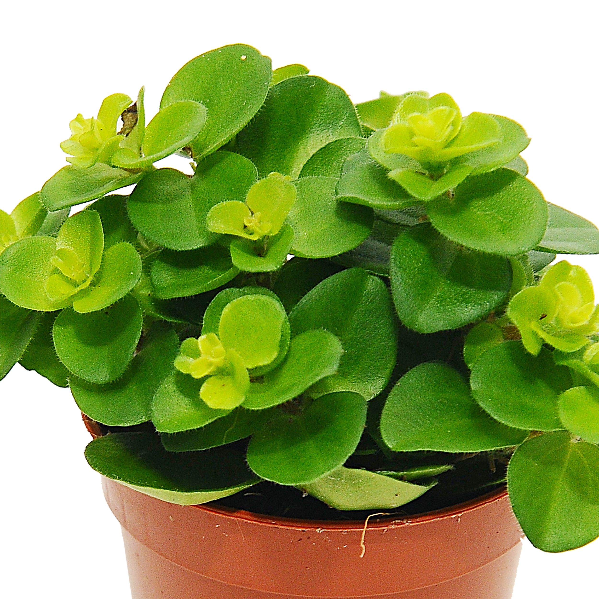 Peperomia Rotundifolia 10 cm - 2
