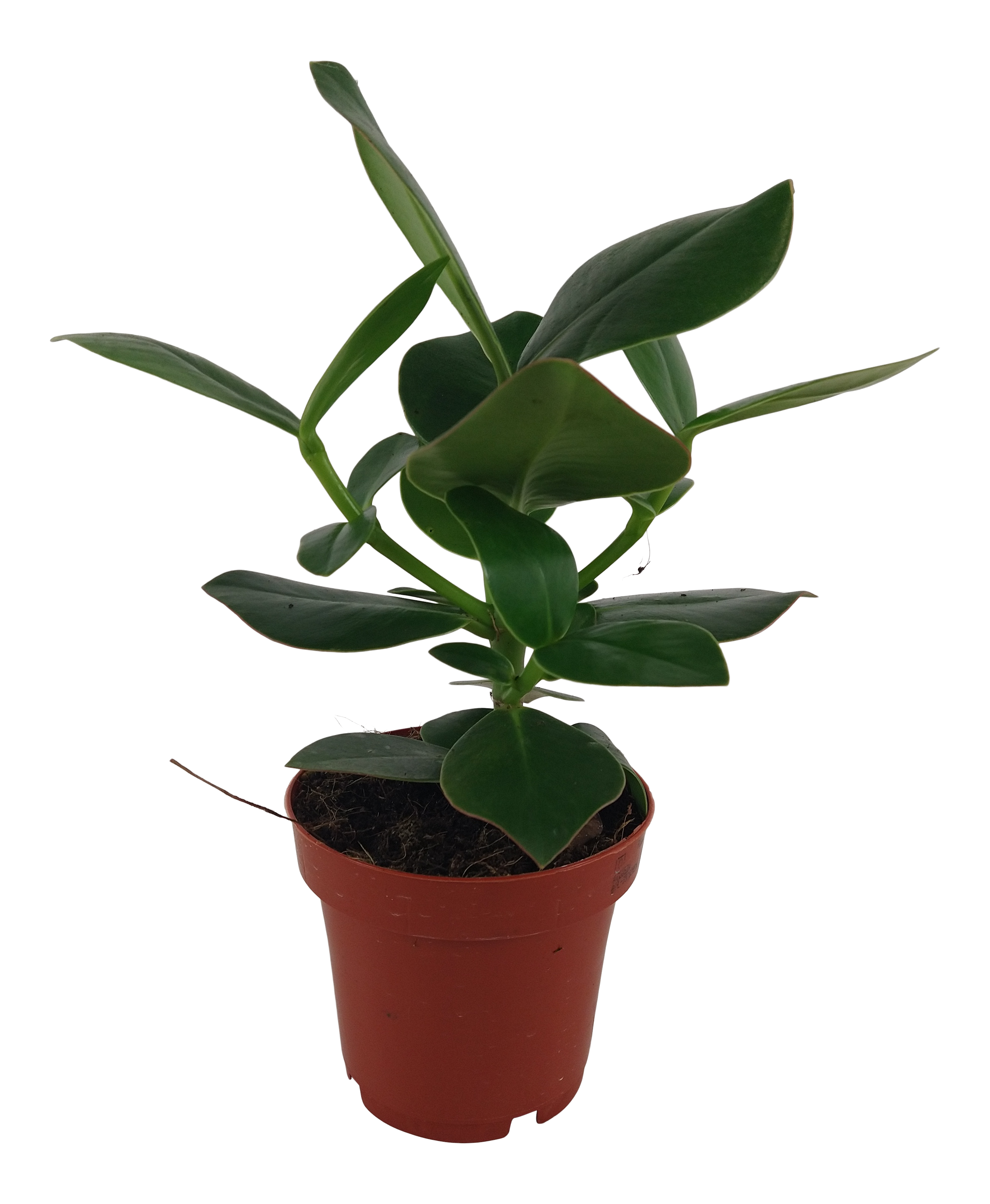 Kluzja Princess 30 cm