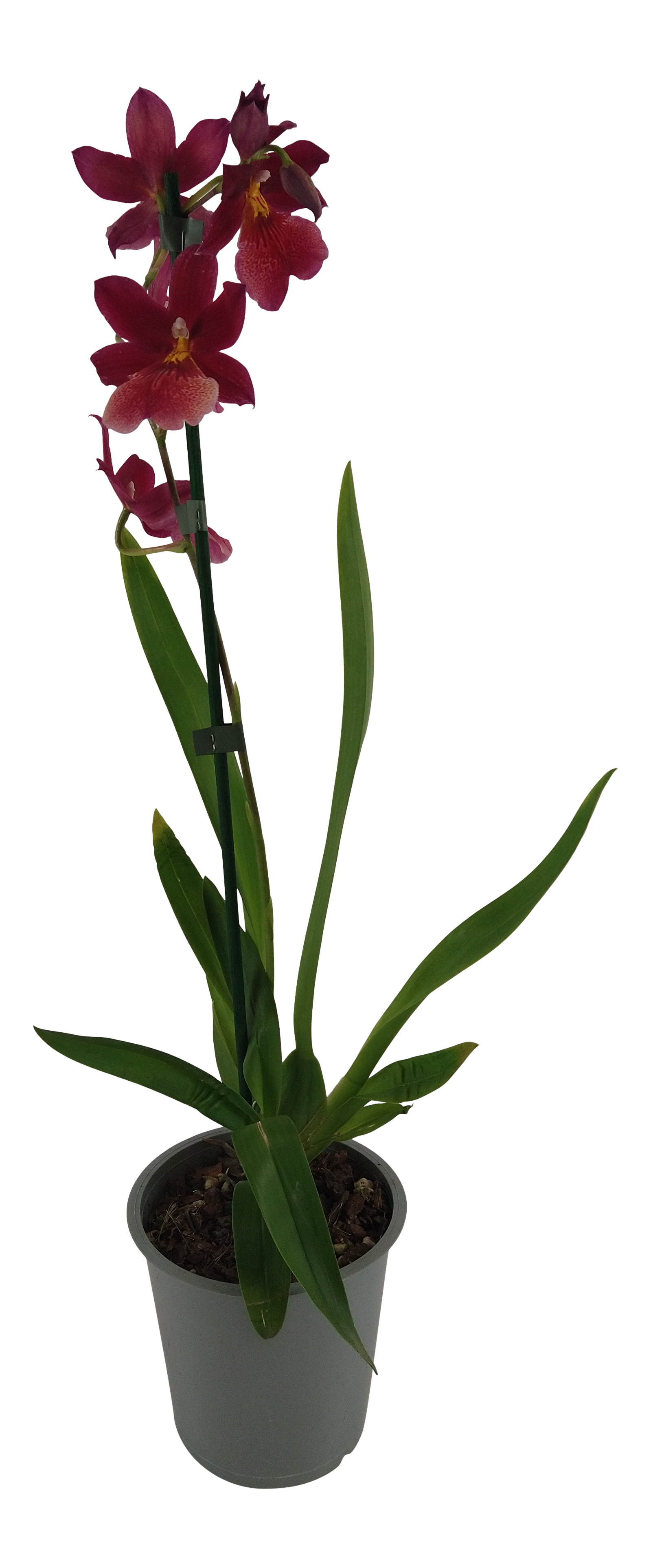 Storczyk Cambria Nelly Isler 55cm pędy