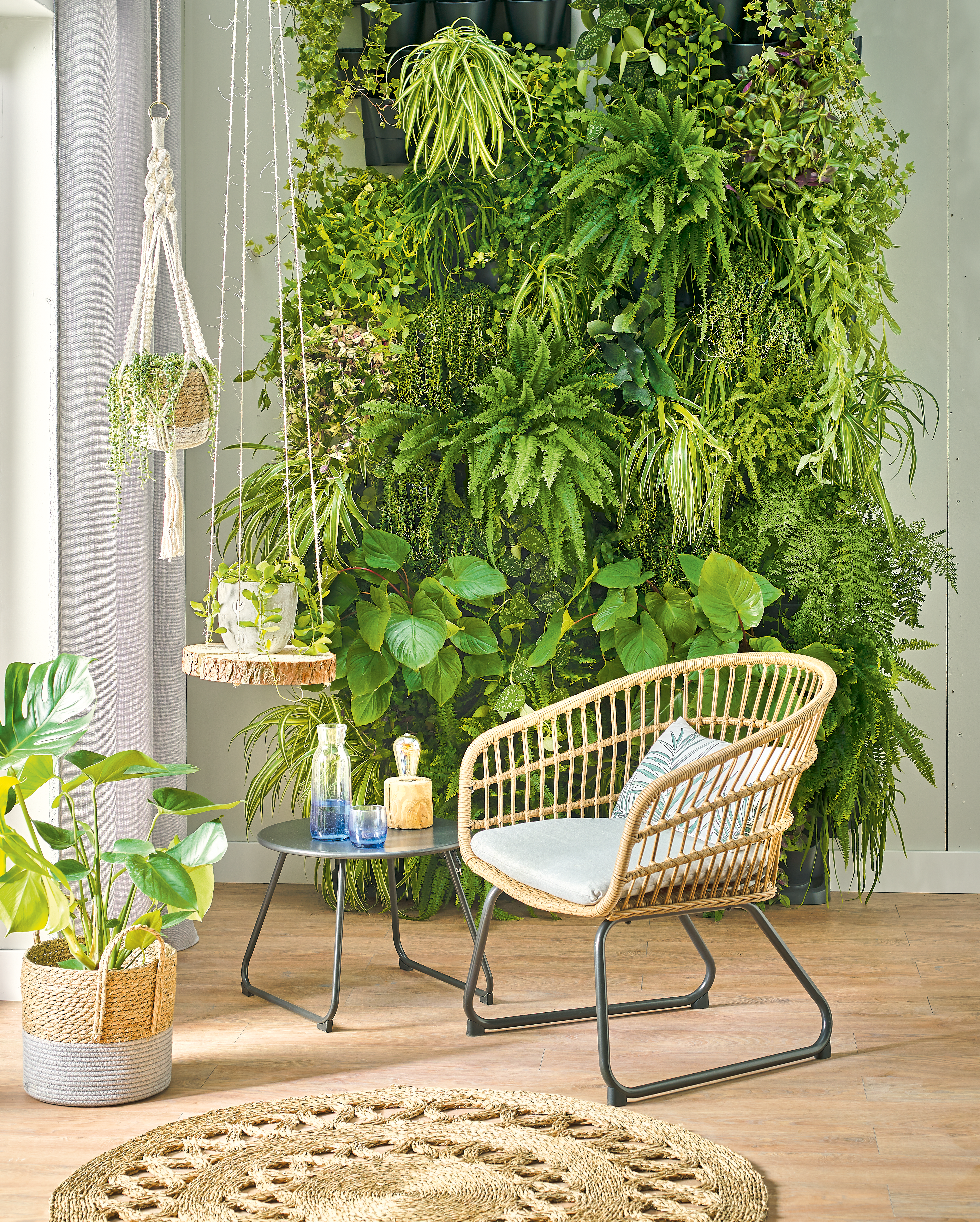 Monstera dziurawa łac. deliciosa 80 cm - 2