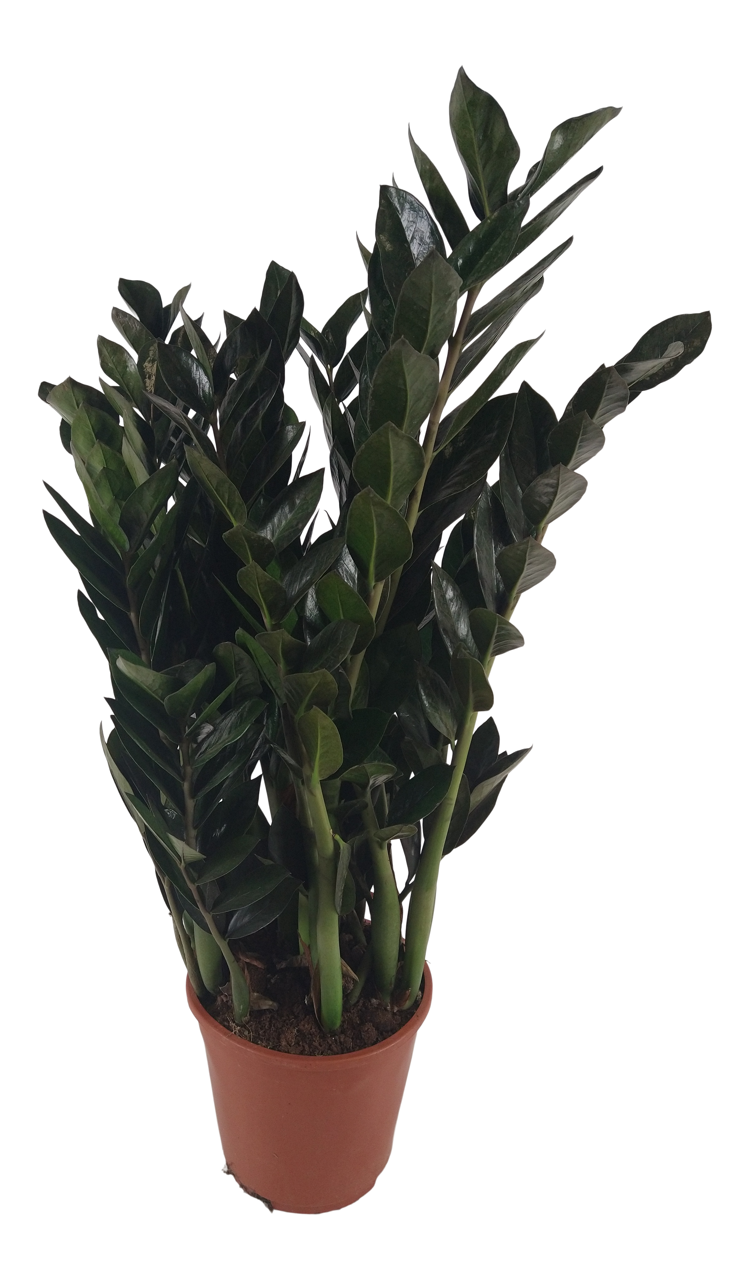 Zamiokulkas Super nova 80 CM
