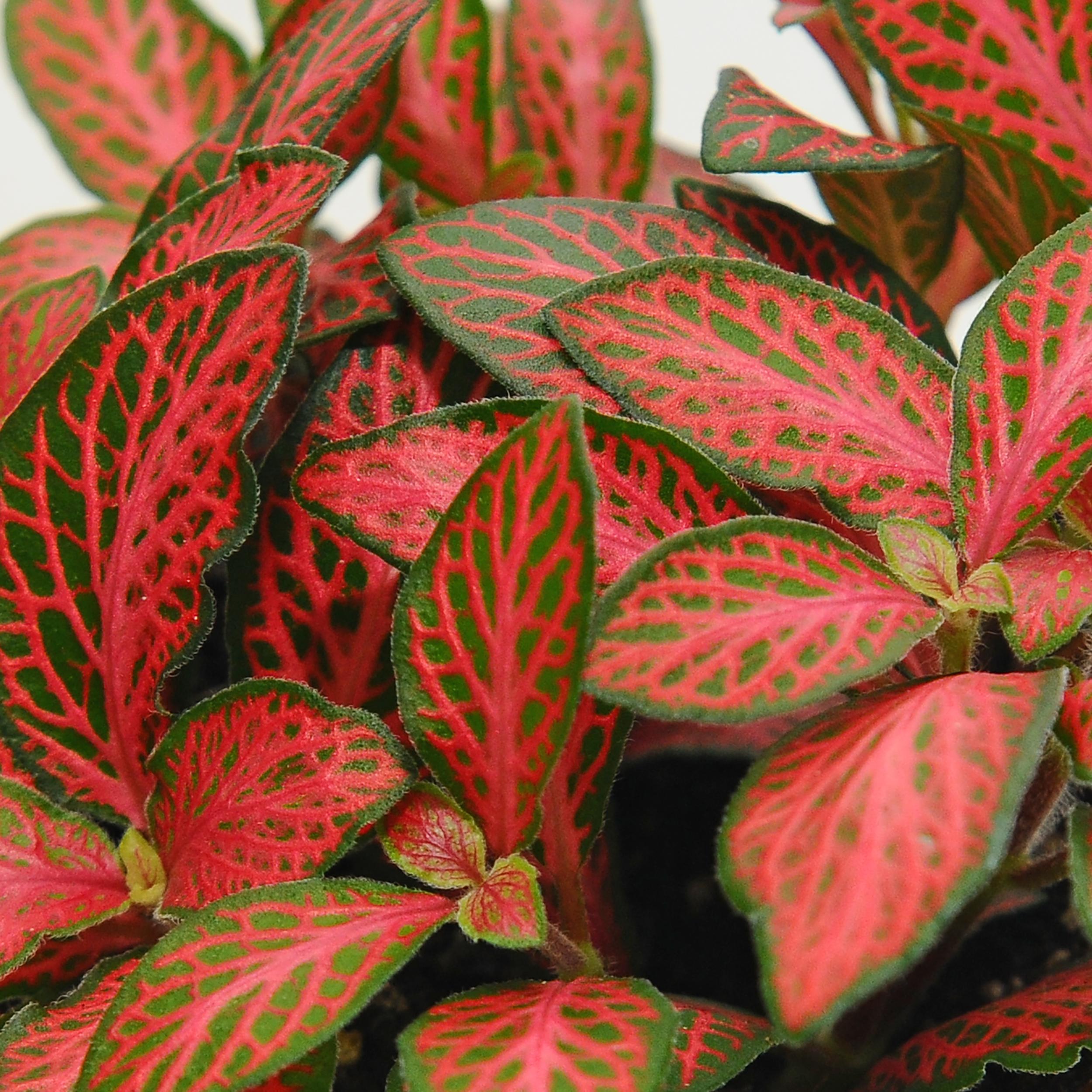 Fitonia Red Star 10 cm - 2
