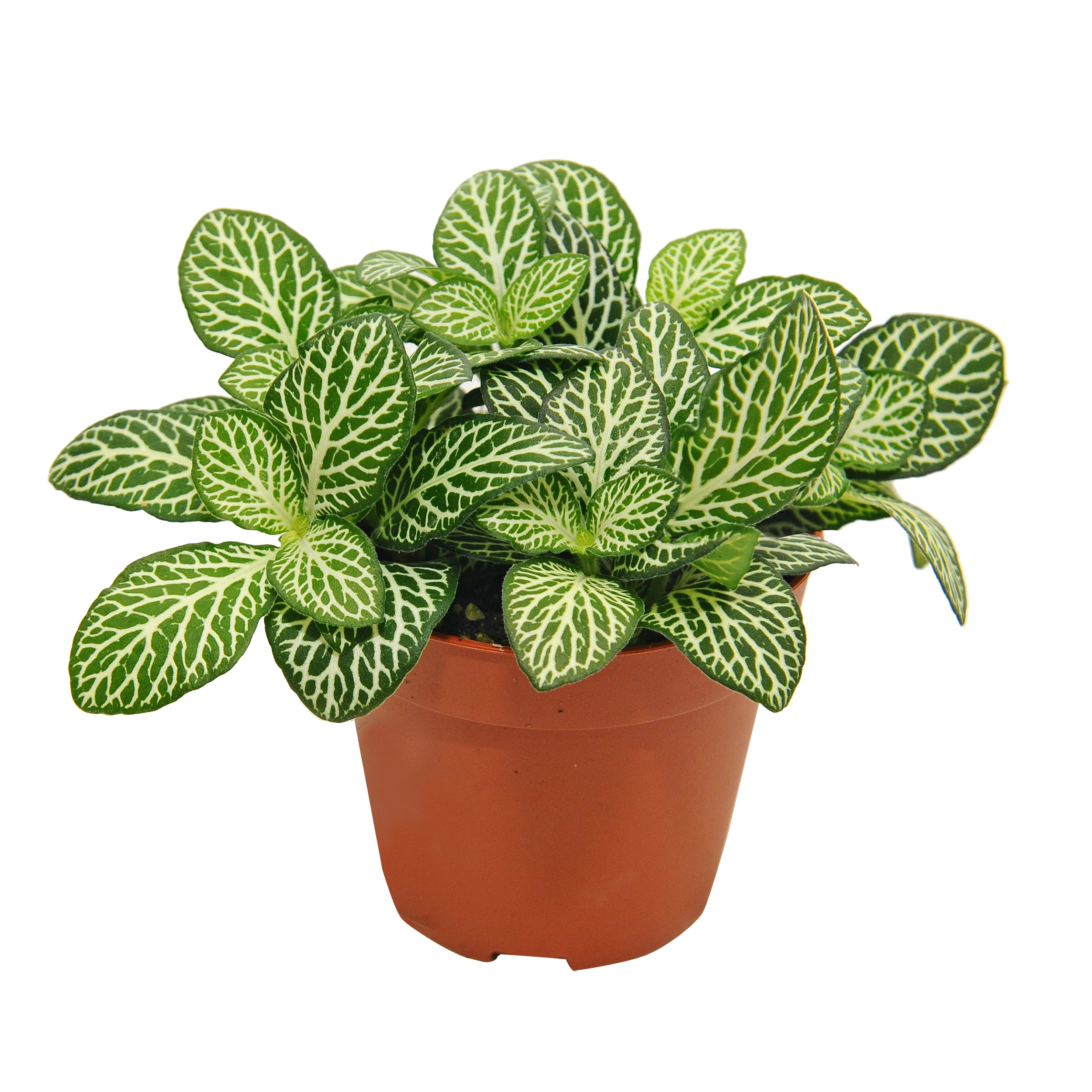 Fitonia Anne 10 cm