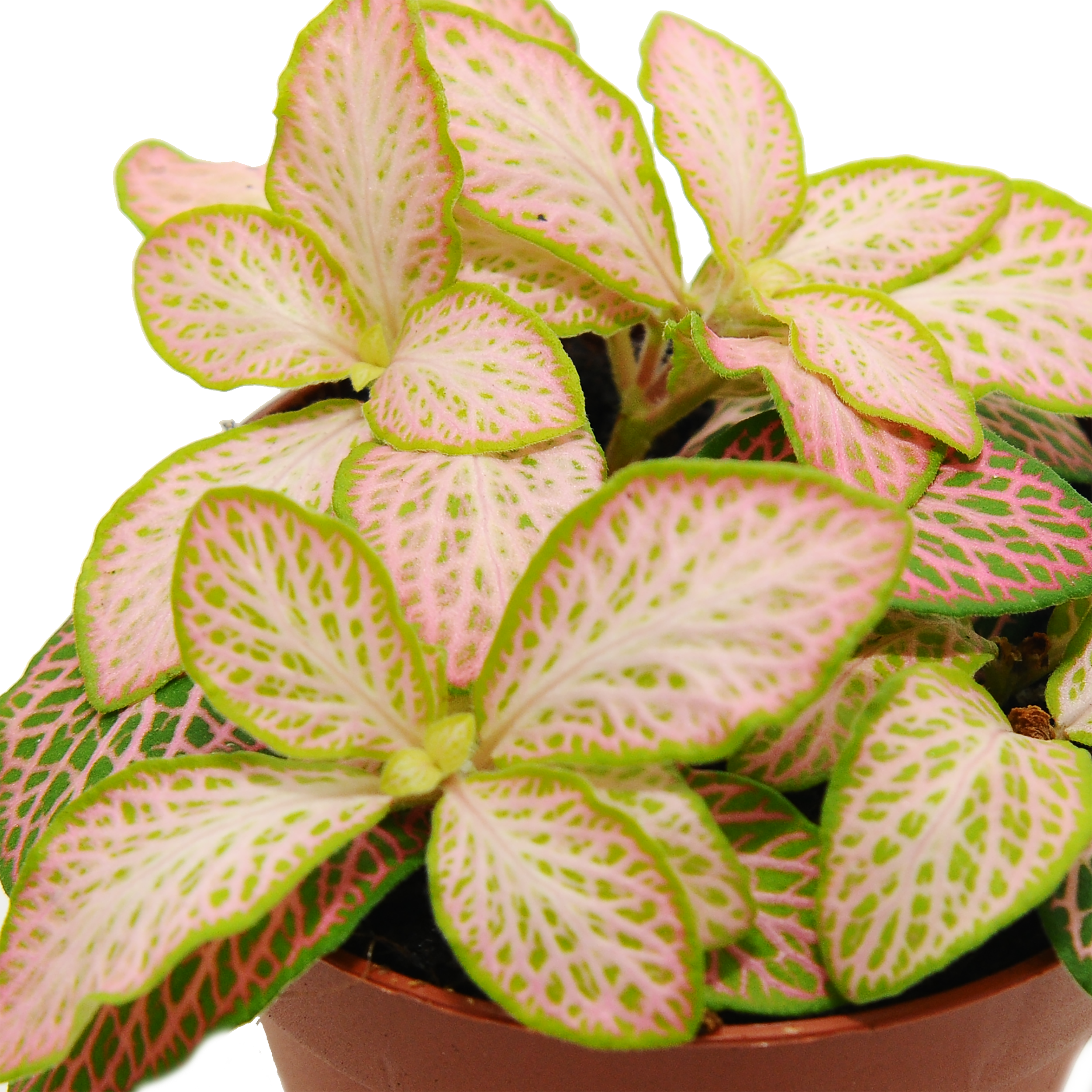 Fitonia Zlam Ruby Lime 10 cm - 2