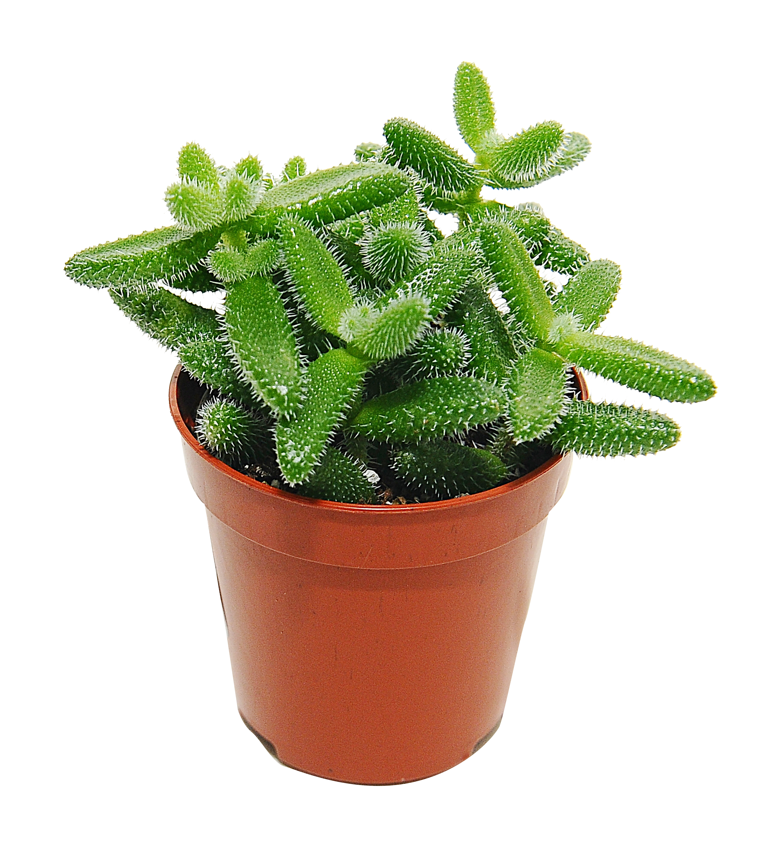 Słonecznica Echinatum 10 cm