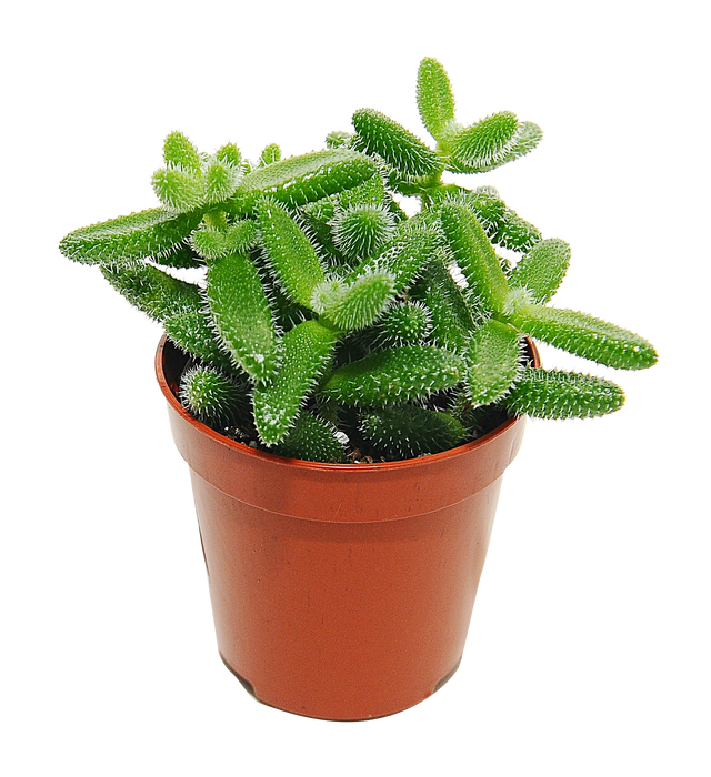 Słonecznica Echinatum 10 cm