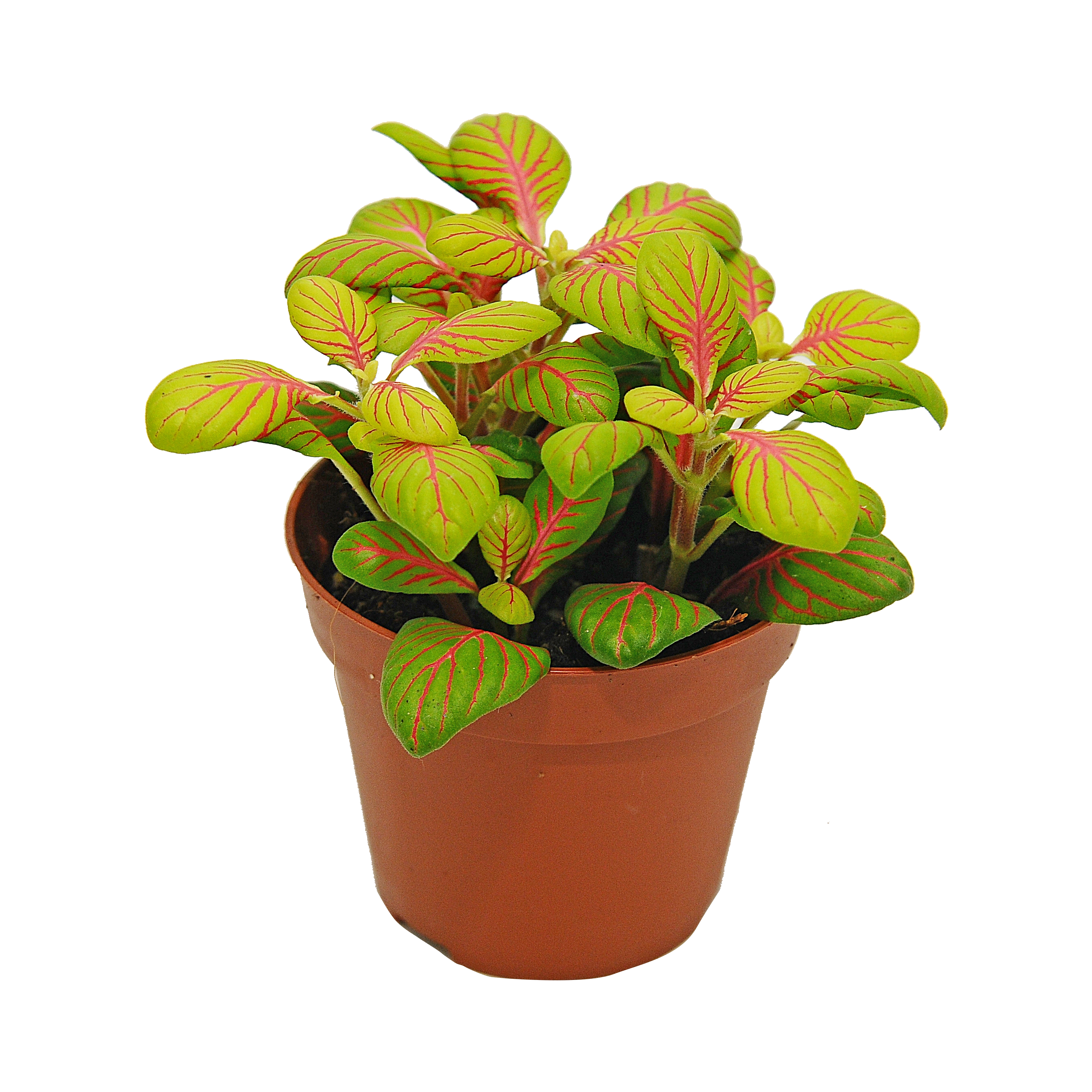 Fitonia Fortis Bubble Red 10 cm