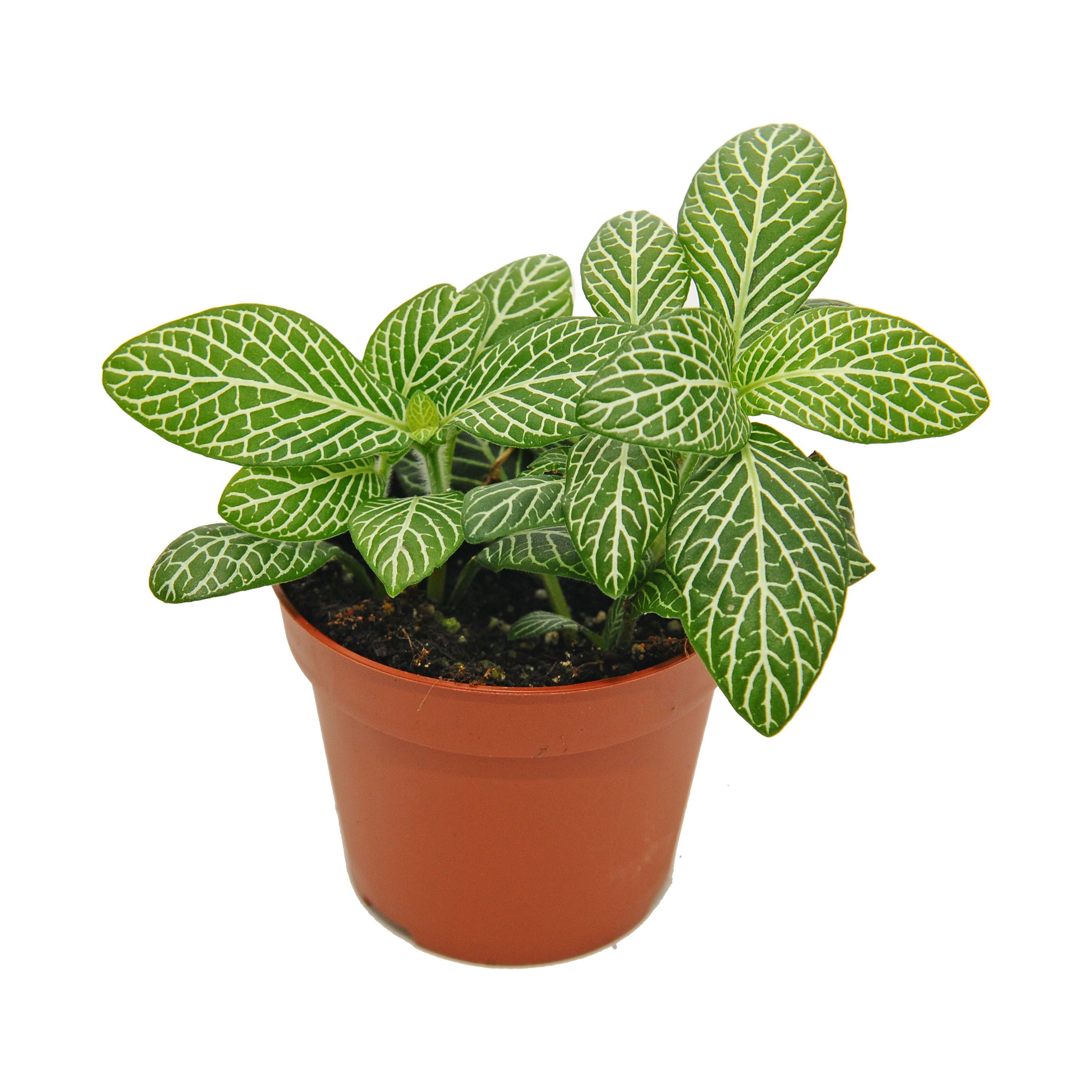 Fitonia Biancoverde 10 cm