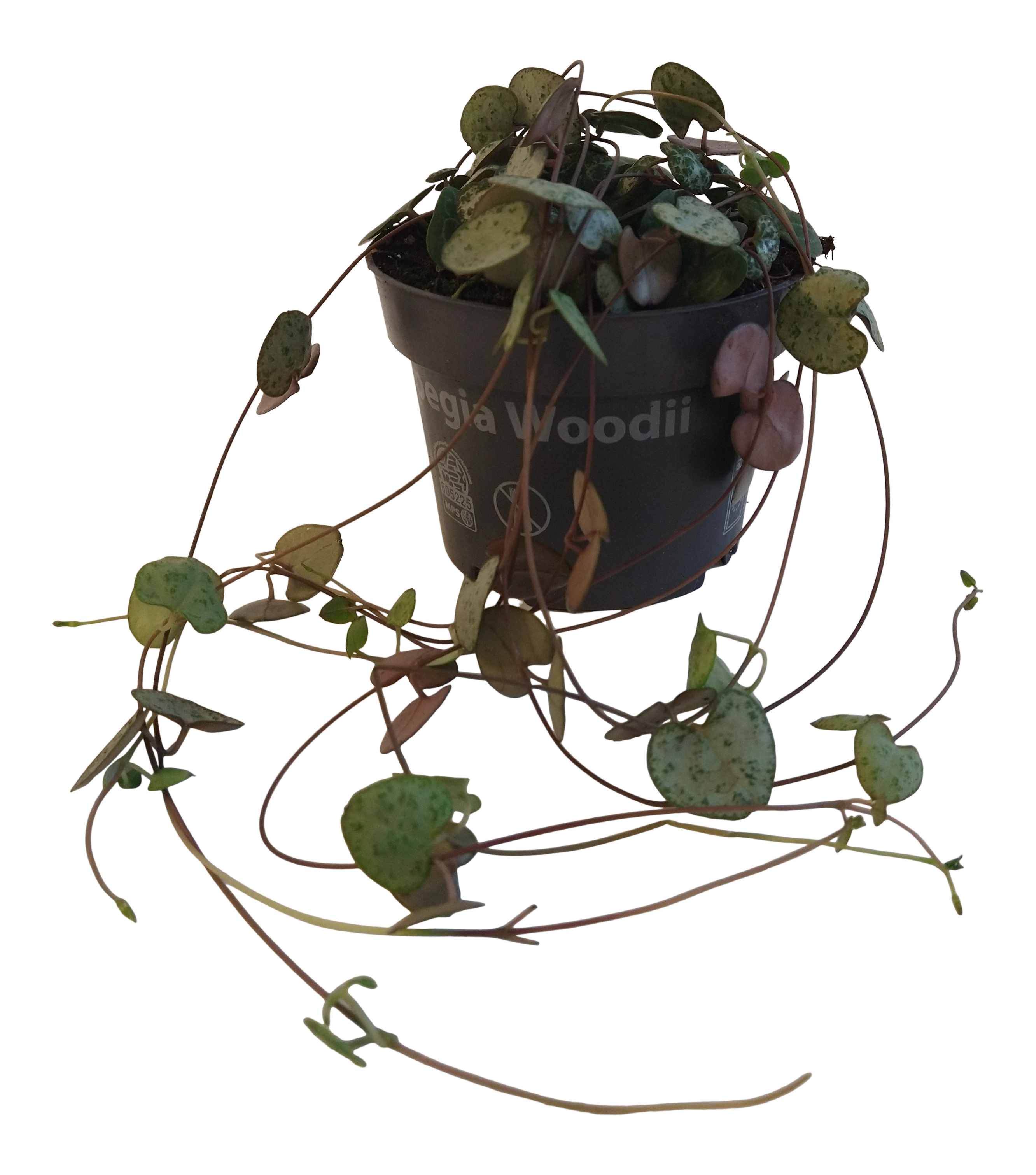 Ceropegia Wooda Sznur serc 15 cm