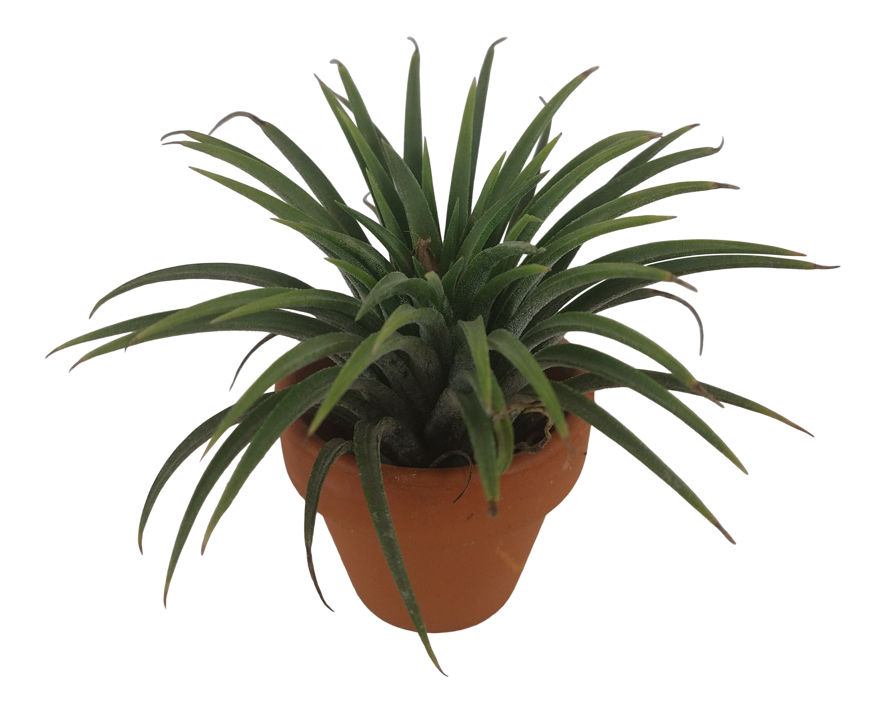 Oplątwa Tillandsia 10cm