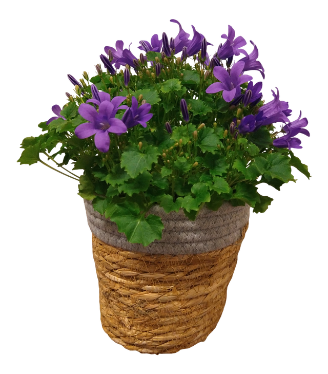 Dzwonek dalmatyński Porto 23cm w ozdobnej osłonce