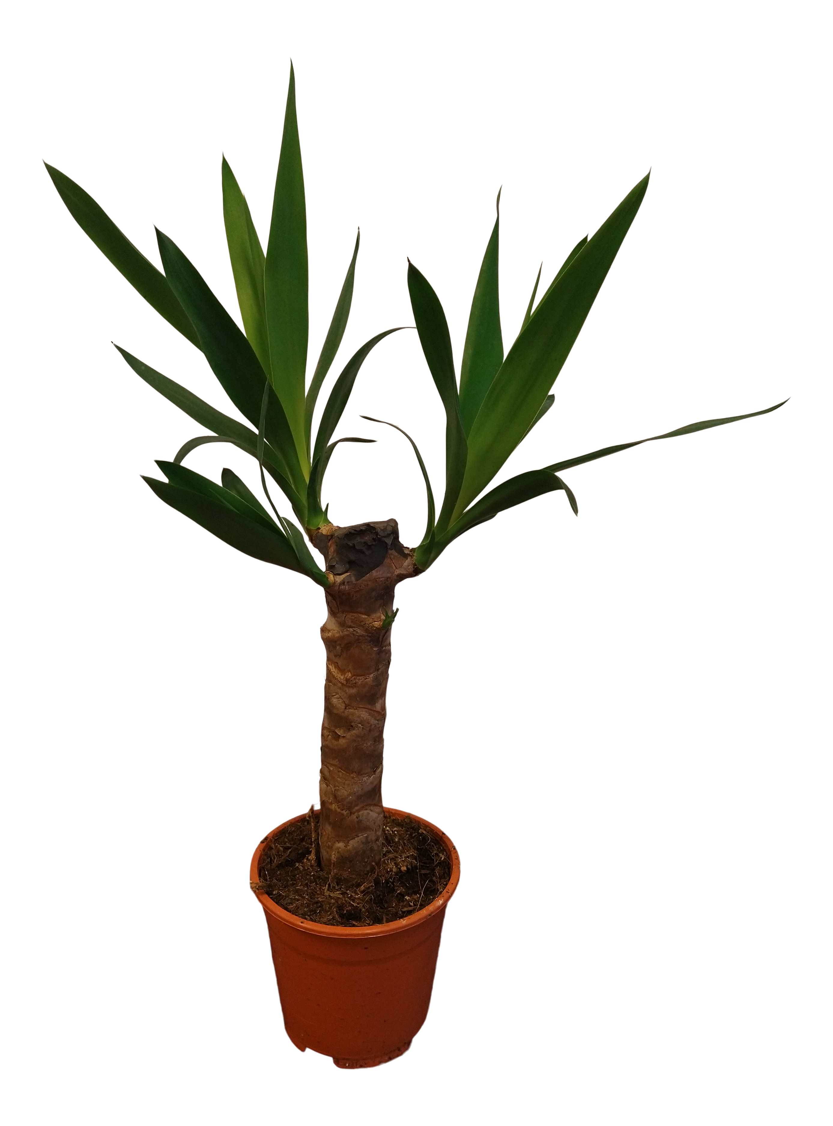 Juka 55 cm