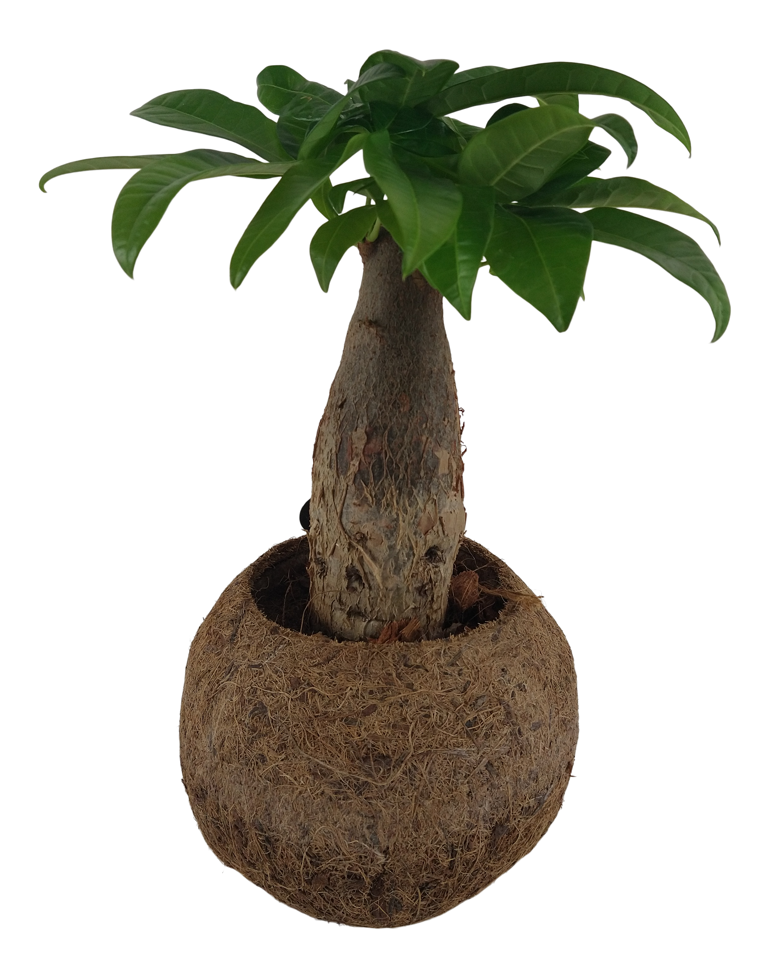 Pachira wodna Koko 30 cm