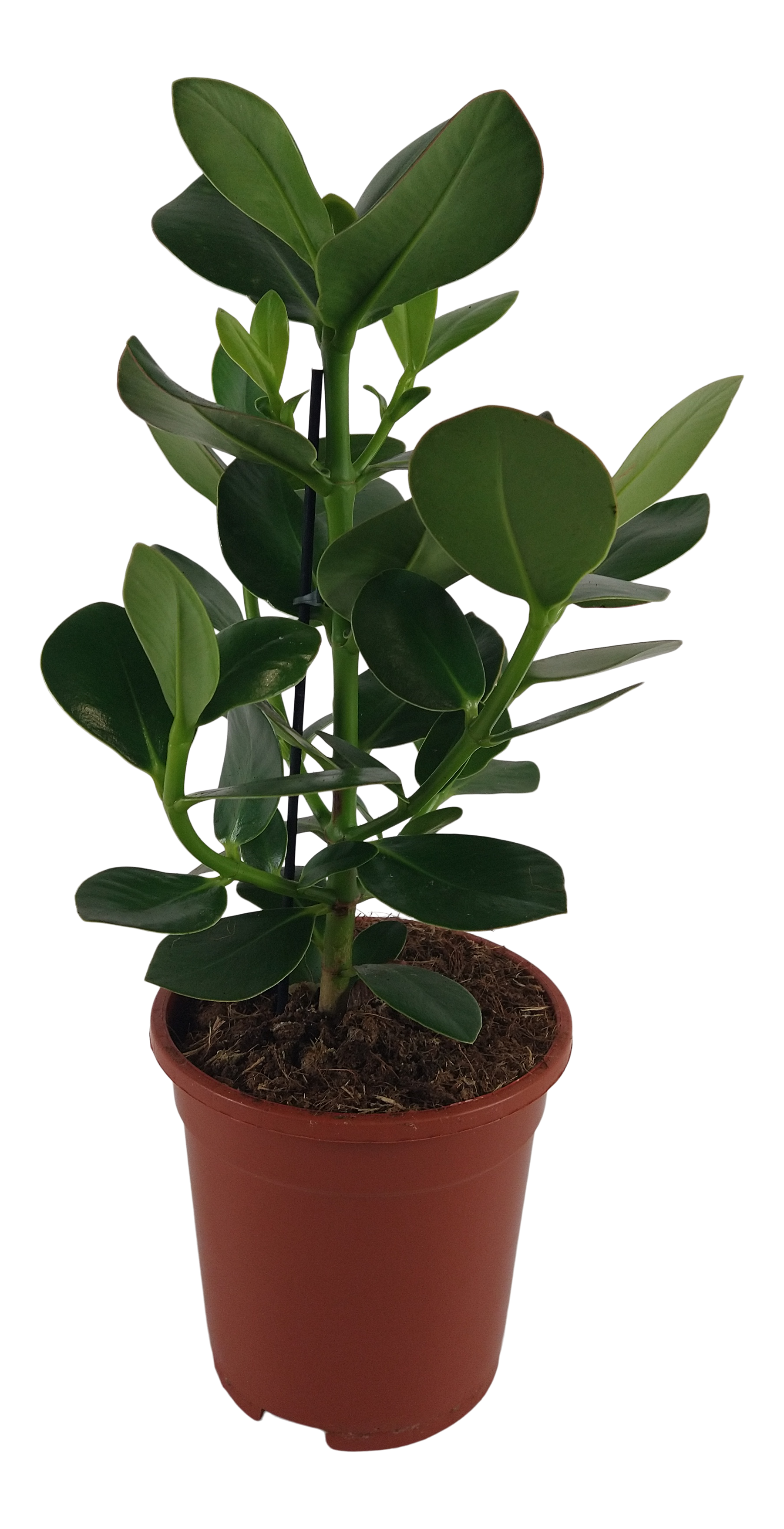 Kluzja Princess 50 cm