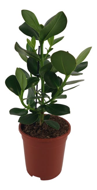 Kluzja princess 50 cm 84173895