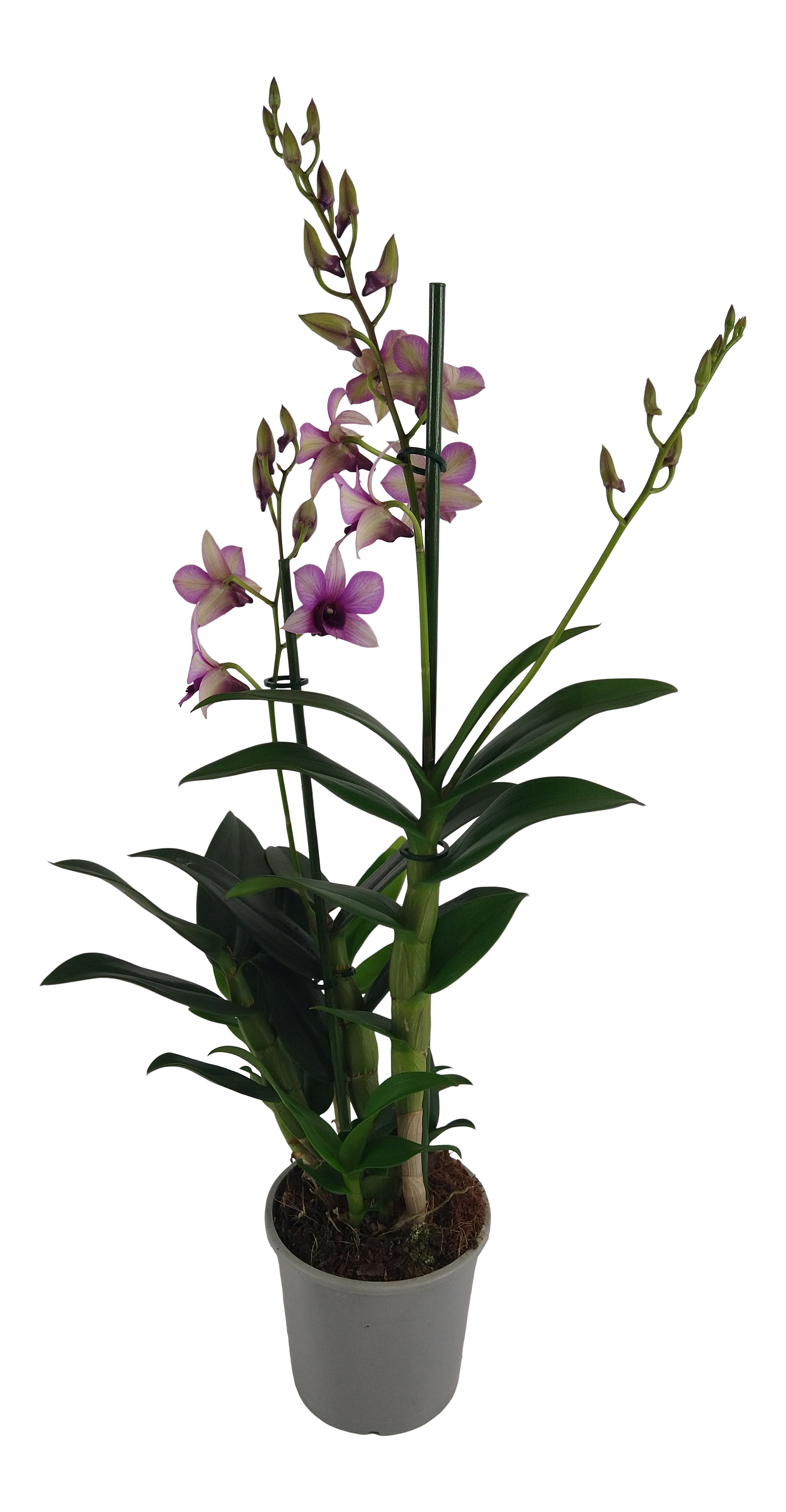 Storczyk Dendrobium Sanook Fire Epic 55 cm