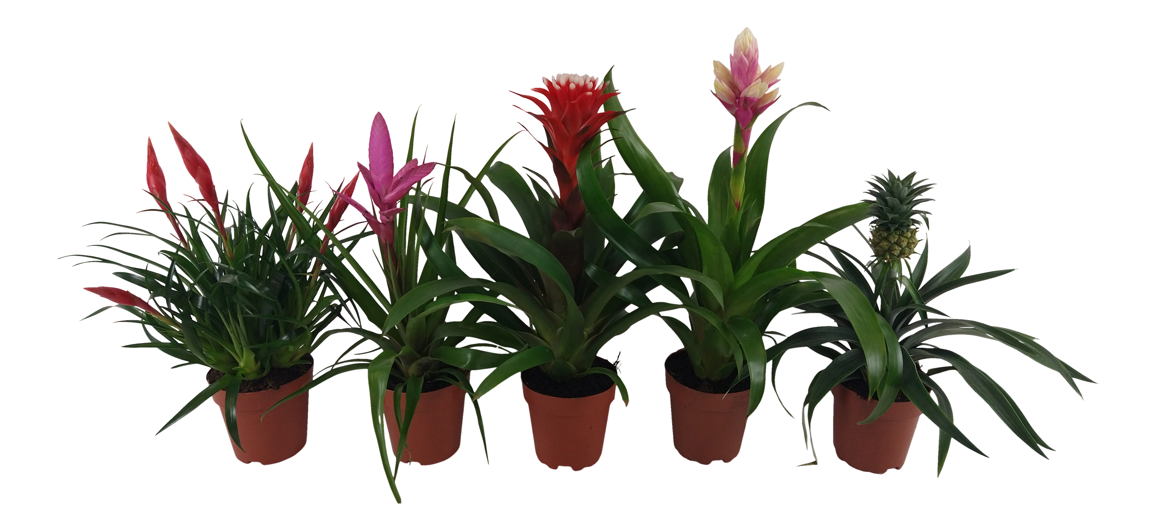 Bromelia Royal mix 40 cm