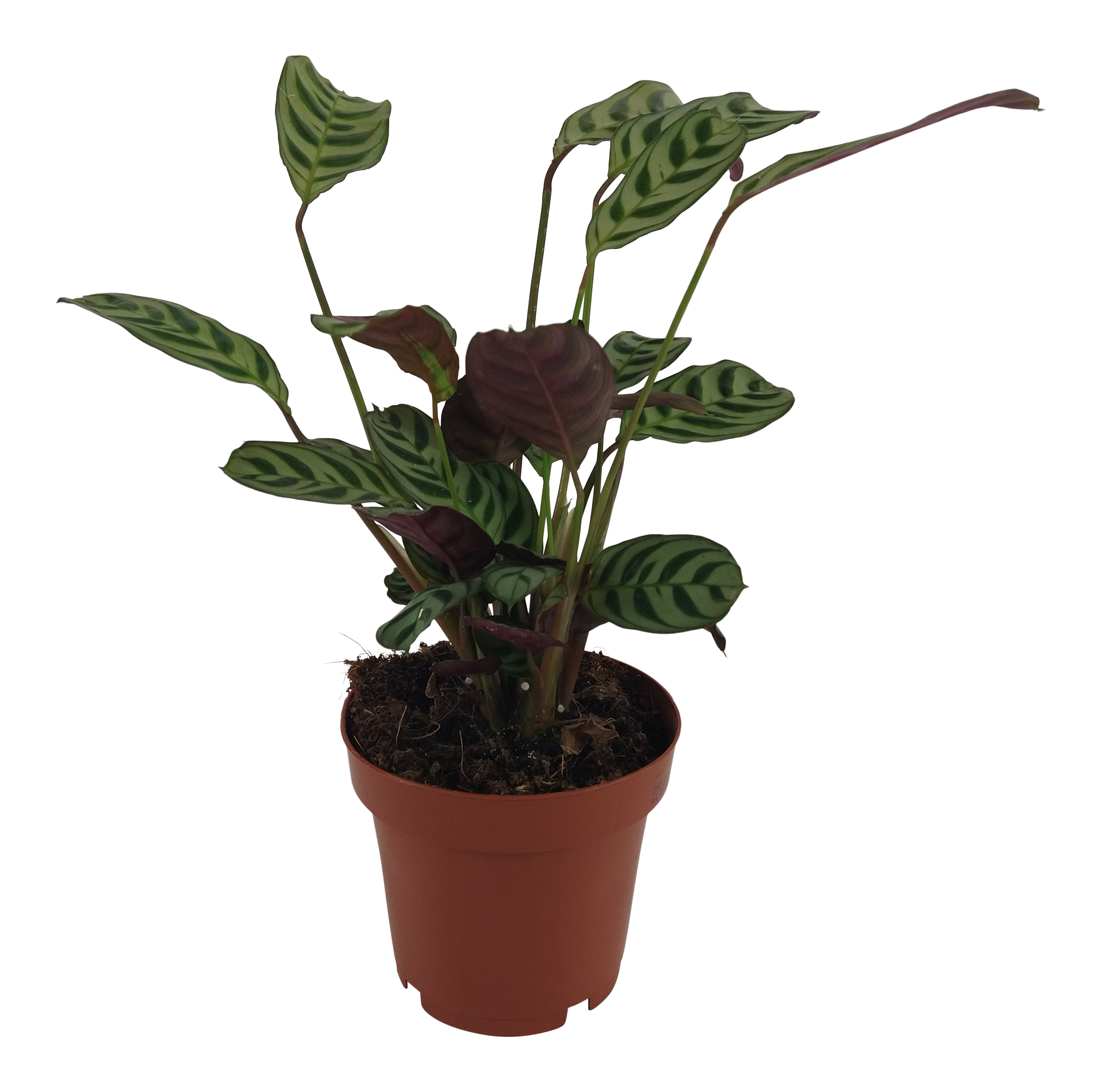 Ctenante Burle Marxii 20 cm