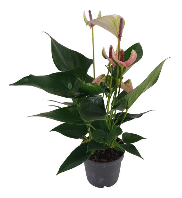 Anturium Joli Pulse 35cm