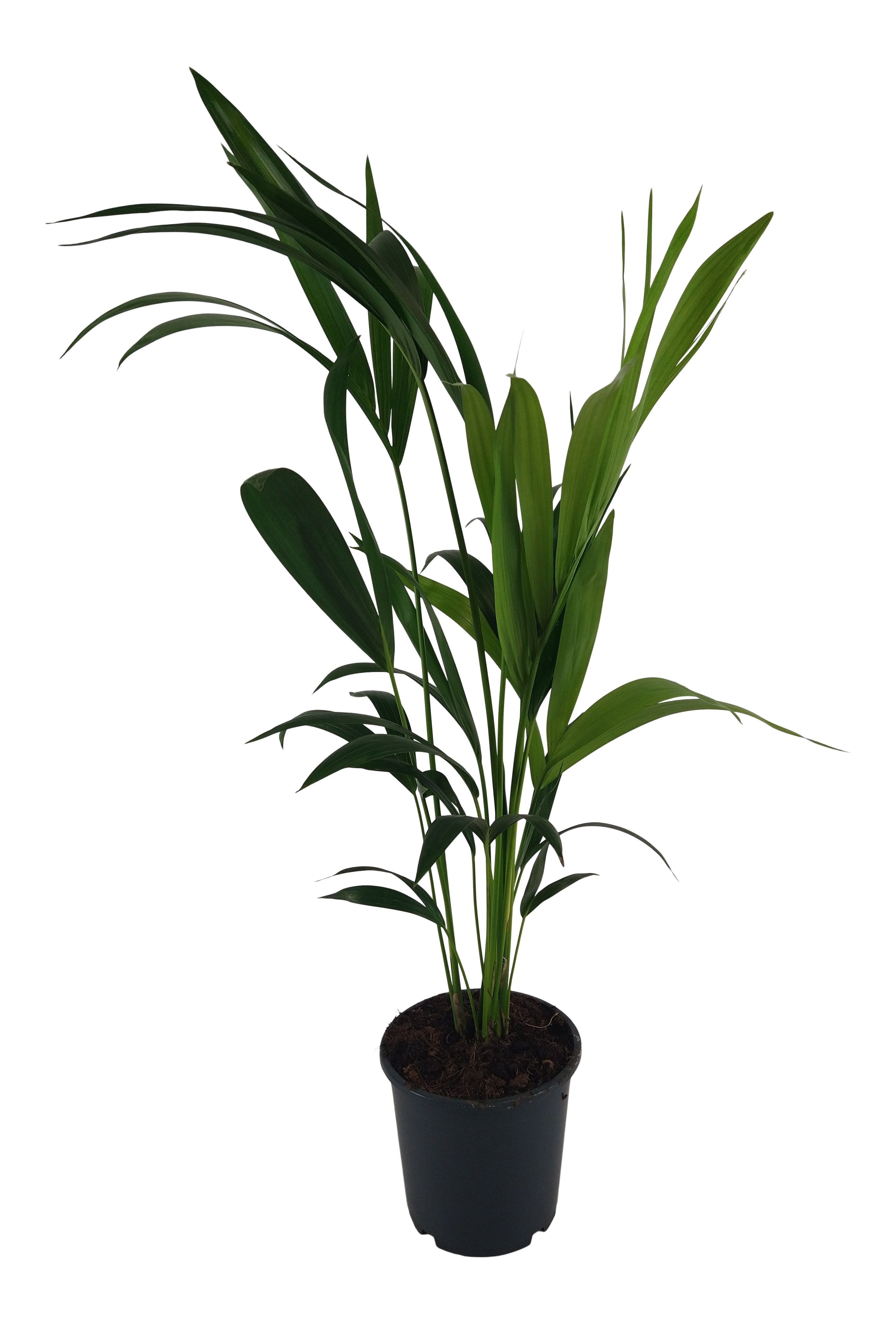 Kentia Rajska palma 80 cm